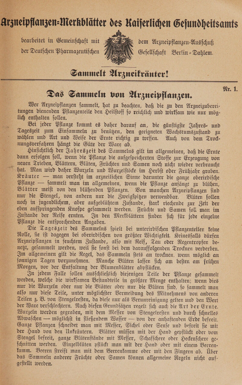 dem Arzneipflanzen-Ausfhuß IN | Gejellichaft Berlin - Dahlem. = bearbeitet in Gemeinſchaft mit 2 der Deut hen Bharmazeutifchen    Sammelt UArzneifränter!     | | Nr. 1. Das Sammeln von Arzneipflanzen, a ; Wer Arzneipflanzen ſammelt, hat zu beachten, daß die zu den Urzneizuberei- trungen dienenden Pflanzenteile den Heilftoff jo reichlich und wirkſam wie nur mög- lich enthalten jollen. Ir | Bei jeder Pflanze kommt e3 daher darauf an, die günftigfte Sahres- und Tageszeit zum Einfammeln zu benüßen, den geeigneten Wahstumszuftand zu “ mählen und Art und Weife der Ernte richtig zu treffen. Auch von dem Trod- nungsverfahren hängt die Güte der Ware ab. Hinfichtlih der Jahreszeit des Sammelns gilt im allgemeinen, daß die Ernte dann erfolgen joll, wenn die Pflanze die aufgefpeicherten Stoffe zur Erzeugung von neuen Trieben, Blättern, Blüten, Früchten und Samen noch nicht wieder verbraucht hat. Man wird daher Wurzeln und Wurzelſtöcke im Herbit oder Frühjahr graben. Kräuter — man verfteht im arzneilichen Sinne darunter die ganze oberirdiſche Pflanze — ſammelt man im allgemeinen, wenn die Pflanze anfängt zu blühen, Blätter meift von den blühenden Pflanzen. Bon manchen Arzneipflanzen find nur die Stengel, von andern nur die Zweigfpigen verwendbar. Blüten ſollen no in jugendlichem, aber aufgeblühtem Zuſtande, ſtark riechende zur Zeit der eben aufſpringenden Knoſpe geſammelt werden. Früchte und Samen ſoll man im Zuſtande der Reife ernten. In den Merkblättern finden fich für jede einzelne Pflanze die entjprechenden Angaben. e Die Tageszeit de8 Sammelnz fpielt bei unterirdifchen Pflanzenteilen feine _ Rolle, fie ift dagegen bei oberivdifchen von größter Wichtigkeit. Keinesfalls dürfen Arzneipflanzen in feuchtem Buftande, alſo mit Reif, Tau oder Negentropfen be- netzt, gefammelt werden, weil fie ſonſt bei dem darauffolgenden Trodnen verderben. 8m allgemeinen gilt die Regel, da3 Sammeln ftet3 an trodnen, wenn möglich an onnigen Tagen vorzunehmen. Manche Blüten laſſen ſich am beiten am frühen Morgen, vor der Entfaltung der Blumenblätter abpflüden. Sn jedem Falle jollen ausschließlich diejenigen Teile der Pflanze gejammelt werden, welche die wirffamen Beftandteile in größter Menge enthalten; wenn dies nur die Wurzeln oder nur die Blätter oder nur die Blüten find, fo ſammelt man aljo nur dieſe Teile, unter möglichjter Vermeidung des Mitnehmens von anderen Zeilen 3. B. von Stengelreften, da diefe nur als Verunreinigung gelten und den Wert der Ware verichlechtern. Nach diefen Grundfägen regelt ſich auch die Art der Ernte. Wurzeln werden gegraben, mit dem Mefjer von Stengelreften und durch ſchnelles Abwaſchen — möglichjt in fließendem Waffer — von der anhaftenden Erde befreit. Ganze Pflanzen jchneidet man mit Mefjer, Sichel oder Senfe und befreit fie mit der Hand von den Unfräutern. Blätter müffen mit der Hand gepfliidt oder vom Stengel befreit, ganze Blütenftände mit Meſſer, Schaffchere oder Hedenfchere ge- Schnitten werden. Einzelblüten pflüct man mit der Hand oder mit einem. DBeeren- — Famm. Beeren jtreift man mit dem Beerenfamme oder mit den Singern ab. Über das Sammeln anderer Früchte oder Samen können allgemeine Negeln nicht auf- geſtellt werden. 