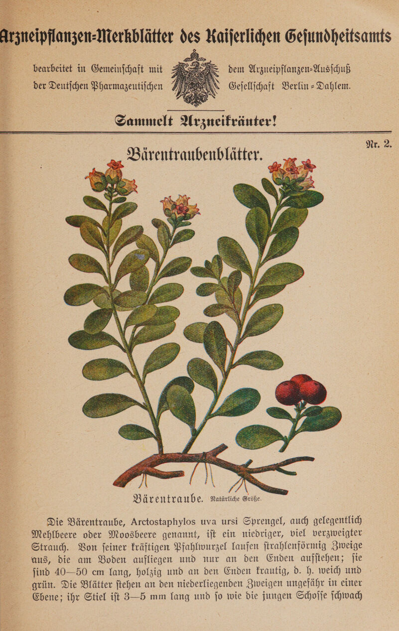     At geplante ds ueiſellihen Geſundheitsamts   bearbeitet in Gemeinſchaft mit der Deutſchen Be gen 3= dem Arzueipflangen- Ausſchuß AN Geſellſchaft Berlin-Dahlem. Sammelt Arzneikräuter!     | a a Nr. 2. Burentraubenblätter.     N % Bärentraube. Ratüruͤche Gröte. Die Bärentraube, Arctostaphylos uva ursi Sprengel, auch gelegentlich Mehlbeere oder Moosbeere genannt, ift ein niedriger, viel verzweigter Strauch. Von feiner kräftigen Pfahlwurzel laufen ſtrahlenförmig Zweige aus, die am Boden aufliegen und nur an den Enden aufftehen; fie jind 40—50 cm lang, Holzig und an den Enden frautig, d. h. weich und grün. Die Blätter ftehen an den niederliegenden Ziveigen ungefähr in einer Ehene; ihr Stiel ift 3—5 mm lang und fo wie die jungen Schoffe ſchwach