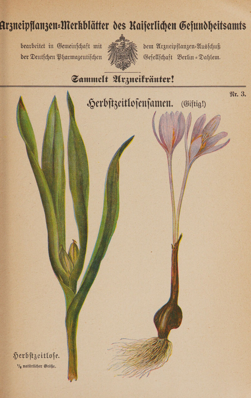     bearbeitet in Gemeinjchaft mit der Deutfchen Pharmazeutifchen dem Arzneipflanzen-Ausfchuß Geſellſchaft Berlin = Dahlem. Sammelt Arzneikräuter!       Nr. 3 Herbitzeitlojenfamen. Giftigh BL   — Herbſtzeitloſe. natürlicher Größe.  