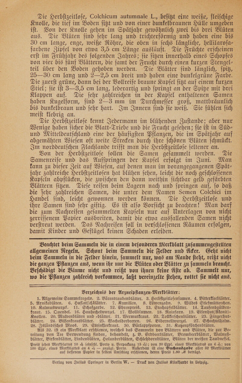  Die Herbitzeitlofe, Colchicum autumnale L., befißt eine weiße, fleifchige aus. Die Blüten find jehr lang und trichterförmig und haben eine bi3 30 cm lange, enge, weiße Nöhre, die oben in jechs längliche, hellilarofa- erjt im Frühjahr des folgenden Jahres; fie jißen innerhalb eines Schopfes von vier bis fünf Blättern, die jamt der Frucht durch einen furzen Stengel- teil über den Boden gehoben werden. Die Blätter find länglich, ſpitz, 25—350 cm fang und 2—2,5 cm breit und haben eine dunfelgrüne Farbe. Die zuerjt grüne, dann bei der Vollreife braune Kapſel ſitzt auf einem kurzen Stiel; jie iſt 3--3,5 cm lang, lederartig und jpringt an der Spige mit drei Klappen auf. Die fehr zahlreichen in der Kapjel enthaltenen Samen haben Sugelform, jind 2—3 mm im Durchmefjer groß, mattbräunlih bis dunkelbraun und jehr Hart. Im Innern jind fie weiß. Sie fühlen ſich meiſt klebrig an. Die Herbſtzeitloſe keunnt Jedermann im blühenden Zuſtande; aber nur Wenige haben jicher die Blatt-Triebe und die Frucht geſehen; ſie ift in Süd— und Mitteldeutichland eine der häufigften Pflanzen, die im Spätjahr auf abgemähten Wiejen oft weite Streden durch ihre ſchönen Blüten ſchmückt. Im norddeutſchen Flacjlande trifft man die Herbitzeitloje jeltener an. Bon der Herbitzeitloje jollen die Samen gejammelt werden. Die Samenreife und das Auffpringen der Kapſel erfolgt im Jun. Man jahr zahlreiche Herbitzeitlojen hat blühen jehen, leicht die noch gejchloffenen Kapſeln abpflüden, die zwijchen den dann weithin jichtbar gelb gefärbten Blättern figen. Dieje reifen beim Lagern nad) und fpringen auf, jo daß die jehr zahlreihen Samen, die unter dem Namen Semen Colchici im Handel jind, leicht gewonnen werden können. Die SHerbitzeitloje und ihre Samen ſind jehr giftig. Es ift alfo Borficht zu beachten! Man darf die zum Nachreifen gejanmelten Kapjeln nur auf Unterlagen von nicht zerrijienem Papier ausbreiten, damit die etwa ausfallenden Samen niht verjtreut werden. Das Kachreifen joll in verjchlojjenen Räumen erfolgen, damit Kinder und Geflügel feinen Schaden erleiden. |  Beachtet beim Sammeln die in einem bejonderen Merkblatt zuſammengeſtellten allgemeinen Pegel. Schont beim Sammeln die Felder und der. Geht nidt beim Sammeln in die Felder hinein, ſammelt nur, was am Rande ſteht, reift nicht die ganzen Pflanzen ans, wenn ihr nur die Blüten oder Blätter zu ſammelu brand. Beſchädigt die Bäume nicht und reift von ihnen Feine Aſte ab. Sammelt nur, wo die Pflanzen zahlreich vorkommen, laßt vereinzelte ſtehen, rottet ſie nicht aus,   Verzeichnis der Arzneipflanzen-Merfblätter: 1. Allgemeine Sammelregeln. 2. Bärentraubenblätter. 3. Herbftzeitlofenfanten. 4. Bitterfleeblätter. 5. Arnifablüten. 6. Huflattichblätter. 7. Kamillen. 8. Löwenzahn. 9. Wildes Stiefmütterchen. 10. KRalmusmwurzel. 11. Schafgarbe. 12. Ehrenprei3. 13. Stechapfelblätter. 14. Taufendgülden- fraut. 15. Quendel. 16. Hauhechelwurzel. 17. Wollblumen. 18. Rainfarn. 19. Eiſenhut(Akonit)⸗ Knollen. 20. Malvenblüten und -blätter. 21. Wermutfraut. 22. Tollfirichenblätter. 23. Fingerhut— blätter. 24. Bilfenfrautblätter. 25. MWacholderbeeren. 26. Bibernellwurzel. 27. Schadhtelhalm. 28. Isländiſches Mond. 29. Steinkleefraut. 30. Bärlappfporen. 31. Katenpfötchenblüten. ALS 32. ist ein Merkblatt erjchtenen, welches das Sammeln von Blättern und Blüten, die zur Be— reitung von Tee Verwendung finden, behandelt, 3. B. Erdbeerblätter, Brombeerblätter, Walnuß— blätter, Birfenblätter, Lindenblüten, Holunderblüten, Schlehdornblüten, Blüten der weißen Taubneſſel. Preis jedes Merkblattes 10 9 (einfchl. Porto u. Verpadung 15 9); von 20 Erpl. eines Merfblattes an 69%; von 100 Expl. eines Merfblattes an 4 9 — zuzügl. Porto. Außerdem ift eine Buchausgabe aller 32 Merkblätter _ auf beſſerem Papier in feitem Umſchlag erjchienen, Deren Preis 1.80 # beträgt.