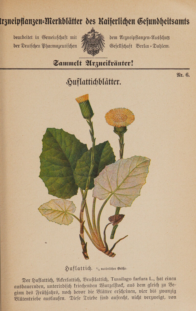 bearbeitet in Gemeinschaft mit : 3 der Deutjchen Pharmazeutifchen dem Arzneipflanzen-Ausichup Gejellihaft Berlin - Dahlem.  Sammelt Arzneikräuter! Nr. 6. Huflattichblätter.  H uf latti ch. 3/, natürlicher Größe- Der Huflattich, Ackerlattich, Bruftlattich, Tussilago farfara L., hat einen ausdauernden, unterirdifch Eriechenden Wurzelftod, aus dem gleich zu Be⸗ ginn des Frühjahrs, noch bevor die Blätter erſcheinen, vier bis zwanzig Blütentriebe auslaufen. Dieſe Triebe ſind aufrecht, nicht verzweigt, von 