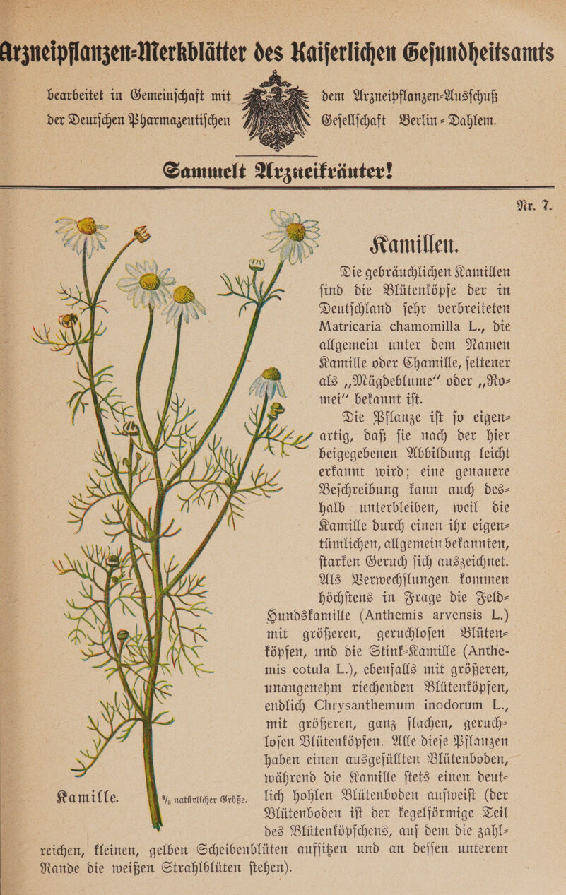   dem Arzneipflanzen-Ausfchuß bearbeitet in Gemeinfhaft mit EB Kamillen. Die gebräuchlichen Kamillen ſind die Blütenköpfe der in Deutſchland ſehr verbreiteten Matricaria chamomilla L., die allgemein unter dem Namen Kamille oder Chamille, ſeltener als „Mägdeblume“ oder „Ro— mei“ bekannt iſt. Die Pflanze iſt ſo eigen— artig, daß ſie nach Der bier beigegebenen Abbildung leicht erkannt wird; eine genauere Beſchreibung kann auch des— halb unterbleiben, weil die Kamille durch einen ihr eigen— tiimlichen, allgemein befannten, ſtarken Geruch jich auszeichnet. MS Verwechſlungen kommen höchſtens in Frage die Feld— Hundskamille (Anthemis arvensis L.) mit größeren, geruchloſen Blüten— köpfen, und die Stink-Kamille (Anthe- mis cotula L.), ebenfall3 mit größeren, unangenehm riechenden Blütenköpfen, endlich Chrysanthemum inodorum L., mit größeren, ganz flachen, geruch- [ofen Blütenföpfen. Alle dieje Bilanzen haben einen ausgefüllten Blütenboden, während die Kamille jtet3 einen deut- Ramille. ®/; natürlicher Größe. lich hohlen Blütenboden aufweiſt (der Blütenboden iſt der kegelförmige Teil des Blütenköpfchens, auf Dem die zahl- reichen, Xleinen, gelben Scheibenblüten aufjigen und an dejjen unteren Rande die weißen Strahlblüten jtehen).       Nr. 7.