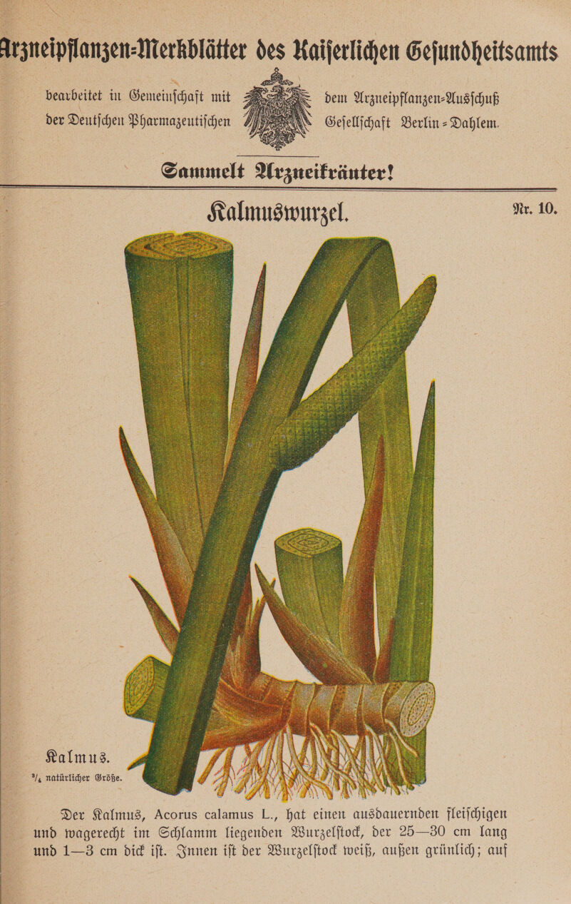 Arzneipflanzen-Merkblätter des Kaiferlihen Gejundheitsamts bearbeitet in Gemeinschaft mit der Deutjchen Pharmazeutiſchen dem Arzneipflanzen⸗Ausſchuß Geſellſchaft Berlin - Dahlem. Sammelt Arzneikränter! Kalmuswurzel. Nr. 10. Kalmus. 3, natürlicher Größe. -: EB N nn nz w RR a Der Kalmus, Acorus calamus L., hat einen ausdauernden fleifchigen und mwagerecht im Schlamm Tiegenden Wurzelftod, der 25—30 em lang und 1—3 cm die ift. Innen ift der Wurzelftod weiß, augen grünlich; auf