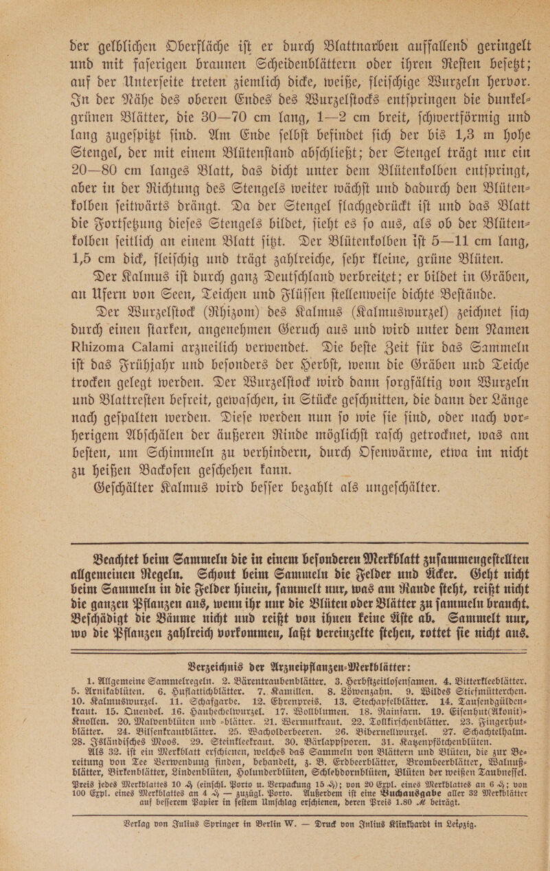 der gelblichen Oberfläche ift er durch Blattnarben auffallend geringelt und mit faferigen braunen Scheidenblättern oder ihren Reſten bejebt; auf der Unterſeite treten ziemlich Dice, weiße, fleilchige Wurzeln hervor. Sn der Nähe des oberen Endes des Wurzelftod3 entjpringen die dunfel- griinen Blätter, die 30—70 cm lang, 1-2 cm breit, ſchwertförmig umd lang zugeſpitzt ſind. Am Ende felbjt befindet jih der bis 1,5 m hohe Stengel, der mit einem Blütenjtand abjchließt; der Stengel trägt nur ein 20—80 cm langes Blatt, das dicht unter dem Blütenfolben entipringt, aber in der Nichtung des Stengel3 weiter wächſt und dadurch den Blüten- folben feitwärts drängt. Da der Stengel flachgedrüct it und das Blatt die Fortſetzung dieſes Stengel3 bildet, jieht e8 jo aus, al3 ob der Blüten- folben jeitlich an einem Blatt jißt. Der Blütenfolben ift 5—11 cm lang, 1,5 cm did, fleiſchig und trägt zahlreiche, jehr Fleine, grüne Blüten. Der Kalmus ift durch ganz Deutjchland verbreitet; er bildet in Gräben, an Ufern von Seen, Teichen und Flüflen ſtellenweiſe dichte Beftände. Der Wurzelftod (Rhizom) des Kalmus (Kalmuswurzel) zeichnet ficy durch einen ftarfen, angenehmen Geruch aus und wird unter dem Namen Rhizoma Calami arzneilich verwendet. Die bejte Zeit für das Sammeln ift das Frühjahr und bejonders der Herbft, wenn die Gräben und Teiche troden gelegt werden. Der Wurzelftoc wird dann forgfältig von Wurzeln und Dlattreften befreit, gewaſchen, in Stücde gejchnitten, die dann der Länge nach gejpalten werden. Dieje werden num jo wie jie jind, oder nach vor— herigem Abjchälen der äußeren Ninde möglichlt raſch getrocnet, was am beiten, um Schimmeln zu verhindern, durch Nenwarme etwa im nicht zu heißen Backofen gefehehen fann. Geſchälter Kalmus wird bejjer bezahlt ala ungeſchälter.  Beachtet beim Sammeln die in einem beſonderen Merkblatt zuſammengeſtellten allgemeinen Regeln. Schont beim Sammeln die Felder und Acker. Geht nicht beim Sammeln in die Felder hinein, ſammelt nur, was am ande fteht, reift nicht die ganzen Pflanzen ans, wenn ihr nur die Blüten oder Blätter zu ſammeln braucht. Beichädigt die Bäume richt und reißt von ihnen Feine Aſte ab. Sammelt nur, wo die Pflanzen zahlreich vorfommten, laßt vereinzelte ftehen, rottet jie nicht aus, Verzeichnis der Arzneipflanzen: „Merkblätter: 1. Allgemeine Samntelregeln. 2. Bärentraubenblätter. 3. Herbftzeitlojenfamen. 4. Ditterfleeblätter. 5. Arnifablüten. 6. Huflattihblätter. 7. Kamillen. 8. Löwenzahn. 9. Wildes Stiefmütterchen. 10. Kalmuswurzel. 11. Schafgarbe. 12. Ehrenpreis. 13. Stechapfelblätter. 14. Taufendgülden- fraut. 15. Quendel. 16. Hauhechelwurzel. 17. Wolblumen. 18. Rainfarn. 19. Eiſenhut(Akonit)⸗ Knollen. 20. Malvenblüten und -blätter. 21. Wermutfraut. 22. Tollkirjehenblätter. 23. Fingerhut- blätter. 24. Bilfenfrautblätter. 25. Wacholderbeeren. 26. Bibernellmurzel. 27. Schächtelhalm. RB. Isländiſches Moos. 29. Steinkleekraut. 30. Bärlappſporen. 31. Katzenpfötchenblüten. ALS 32. iſt ein Merkblatt erſchienen, welches das Sammeln von Blättern und Blüten, die zur Bes reitung von Tee Berwenduug finden, behandelt, 3. B. Erdbeerblätter, Brombeerblätter, Walnuß⸗ blätter, Birkenblätter, Lindenblüten, Holunderbluten Schlehdornblüten, Blůten der weißen Taubneſſel. Preis jedes Merkblattes 10 9 (einſchl. Porto u. Berpadung 15 9); von 20 Erpl. eines Merfblatted an 6 9; von 100 Erpl. eine Merkblattes an 4 — zuzügl. Porto. Außerdem ift eine Buchausgabe aller 32 Merkblätter auf befjerem Papier in em Umfchlag erjchienen, deren Preis 1.80 A beträgt.