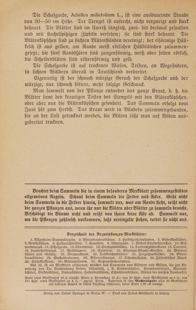 Die Schafgarbe, Achillea millefolium L., ift eine ausdauernde Staude von 20—50 cm Höhe. Der Stengel ı1jt aufrecht, nicht verzweigt und ſtark behaart. Die Blätter jind im Umriß länglich, zwei bis dreimal gejpalten und mit ftachelfpiigen Zipfeln verjehen; fie find ftarf behaart. Die Blütenföpfchen find zu dichten Blütenjtänden vereinigt; der eifürmige Hüll- felch ift aus gelben, am Rande meift rötlichen Hüllblättchen zufammen- gejeßt; die fünf Nandblüten find zungenförmig, weiß oder felten rötlich, die Scheibenblüten jind röhrenfürmig und gelb. Die Schafgarbe iſt auf trodenen Wiejen, Triften, an Wegrändern, in Fichten Wäldern überall in Deutſchland verbreitet. Eigenartig ift der ſchwach mwürzige Geruch der Schafgarbe und ‚ber würzige, nur ſchwach bittere, mehr falzige Geſchmack. Man jammelt von der Pflanze entiveder das ganze Kraut, d. h. Die Blätter famt den Frautigen Teilen des Stengel mit den Blütenföpfchen, oder aber nur die Blütenföpfchen gejondert. Das Sammeln erfolgt vom Suni bis zum Herbit. Das Kraut wird in Bündeln zufammengebunden, die an der Luft getrocknet werden, die Blüten läßt man auf Böden aus— gebreitet trodnen.  Beachtet beim Sammeln die in einem bejouderen Merkblatt zuſammengeſtellten allgemeinen Regeln, Schont beim Sammeln die Telder und Acker. Geht nidt beim Sammeln in die Felder hinein, fammelt nur, was am Rande fteht, reift nicht die ganzen Pflanzen aus, wenn ihr nur die Blüten oder Blätter zu ſammeln braucht. Beſchädigt die Bäume nicht und reift von ihnen Feine Aſte ab, Sammelt nur, wo die Bflanzen zahlreich vorkommen, laßt vereinzelte ftehen, rottet fie nicht aus. Berzeichnis der Arzueipfinnzen-Merkblätter: 1. Allgemeine Sammelregeln. 2. Bärentraubenblätter. 3. Herbftzeitlofenfanten. A. Bitterfleeblätter. musmwurzel. 11. Schafgarbe. 12. Ehrenpreis. 13. Stechapfelblätter. 14. Taujendgüldenfraut. 15. Quendel. 16 Hauhechelwurzel. 17. Wollblumten. 18. Rainfarn. 19. EifenhutAfonit)-Knollen. 20. Malven— blüten und =blätter. 21. Wermutfraut. 22. Tolltirfchenblätter. 23. Fingerhutblätter. 24. Bilſen— frautblätter. 25. Wacholderbeeren. 26. Bibernellwurzel. 27. Schadhtelhalm. 28. Isländiſches Moos. 29. Steinfleefraut. 30. Bärlappiporen. 31. Katenpfötchenblüten. Als 32. ift ein Merkblatt erjchienen, welches das Sammeln von Blättern und Blüten, die zur Be— reitung von Tee Verwendung finden, behandelt, 3. B. Erdbeerblätter, Brombeerblätter, Walnuß⸗ blätter, Birkenblätter, Lindenblüten, Holunderblüten, Schlehdornblüten, Blüten der weißen T Taubneſſel. Preis jedes Merkblattes 10% (einſchl. Porto u. Verpackung 15 9); von 20 Expl. eines Merkblattes an 6 9; von” 100 Expl. eine Merfblattes an 4 A — zuzigl. Porto. Außerdem ift eine Buchausgabe aller 32 Merkblätter auf beſſerem Papier in m Umfchlag erichienen, deren Preis 1.80 A beträgt. 