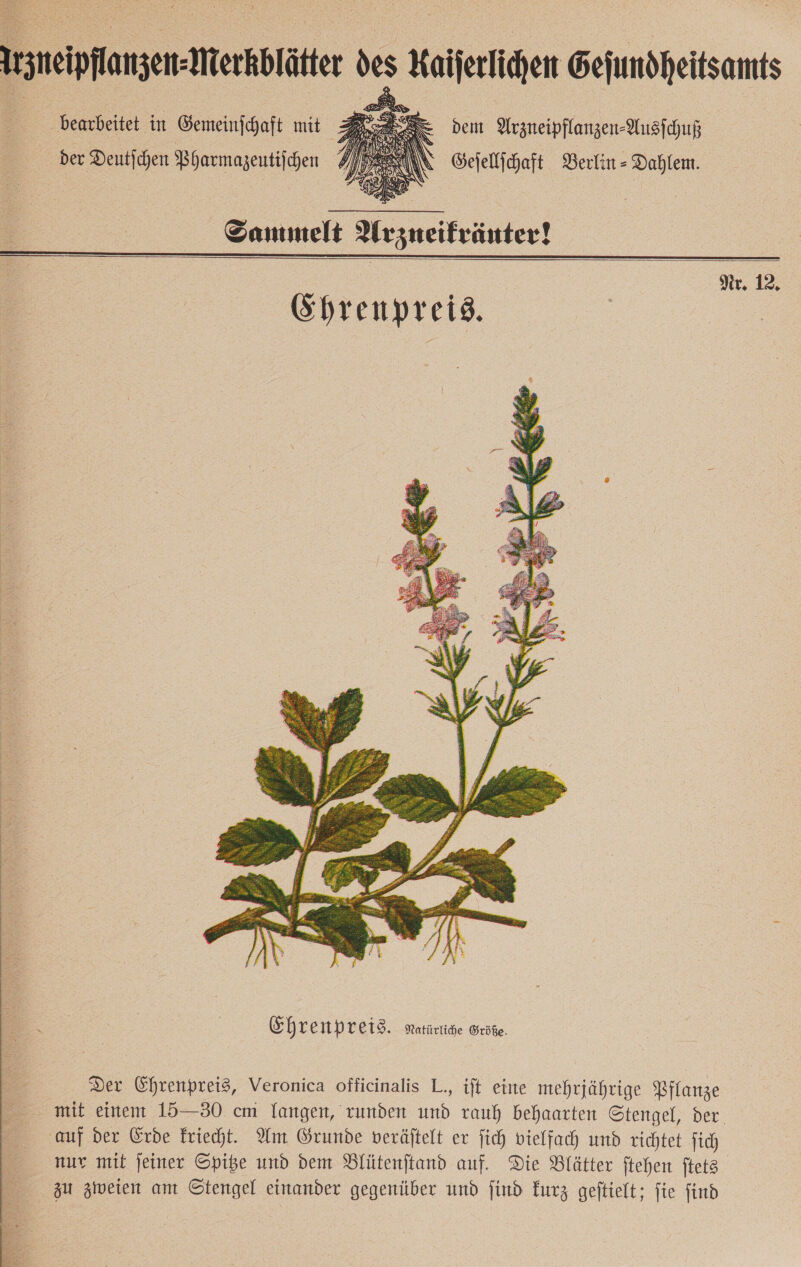 \ bearbeitet in Gemeinschaft mit = S Dem Arzneipflanzen⸗Ausſchuß der Deutſchen Pharmazeutiſchen N Gejellihaft Berlin-Dahlem.  Sammelt Urzneifränter!    Nr. 12,   Ehrenpreis. Aatürtige Größe. Der Ehrenpreis, Veronica officinalis L., ift eine mehrjährige Bflanze mit einem 15—30 cm langen, runden und rauh behaarten Stengel, der. auf der Erde Friecht. Am Grunde veräftelt ex fich vielfach und richtet fich nur mit jeiner Spibe und dem Blütenftand auf. Die Blätter ftehen ſtets zu zweien am Stengel einander gegenüber und find kurz geftielt; fie find