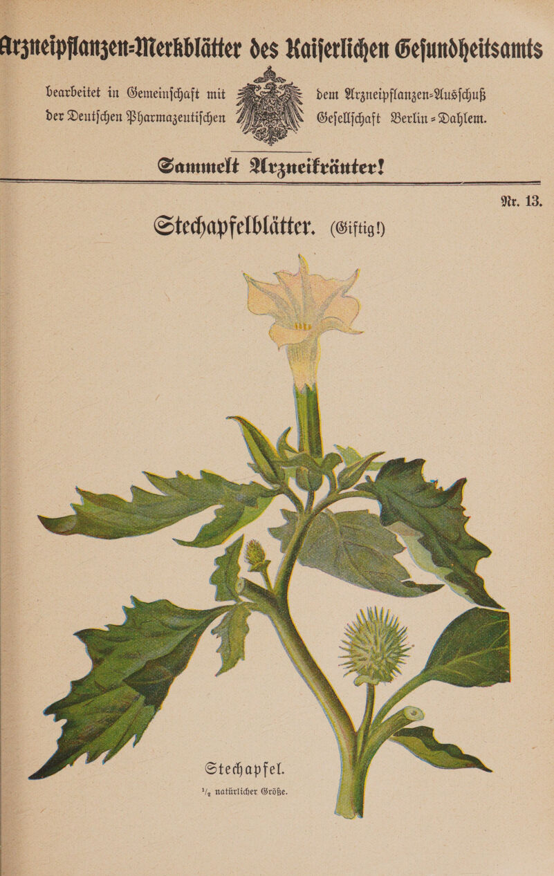     bearbeitet in Gemeinſchaft mit der Deutjchen Bharmazentifchen dem Arzneipflanzen⸗Ausſchuß Gejellichaft Berlin- Dahlem. Sammelt Arzneikräuter!     Nr. 13. Sttechapfelblätter. (iftigh     
