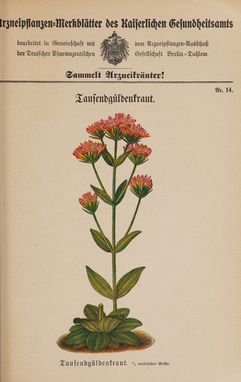 bearbeitet in Gemeinfchaft mit $ Sg dem Arzueipflanzen-Ausihuß der Deutfchen Pharmazentifchen 7 Geſellſchaft Berlin - Dahlem. Sammelt Arzneikräuter!  Nr. 14.   TZaujendgüldenfraut. — natürlicher Größe.