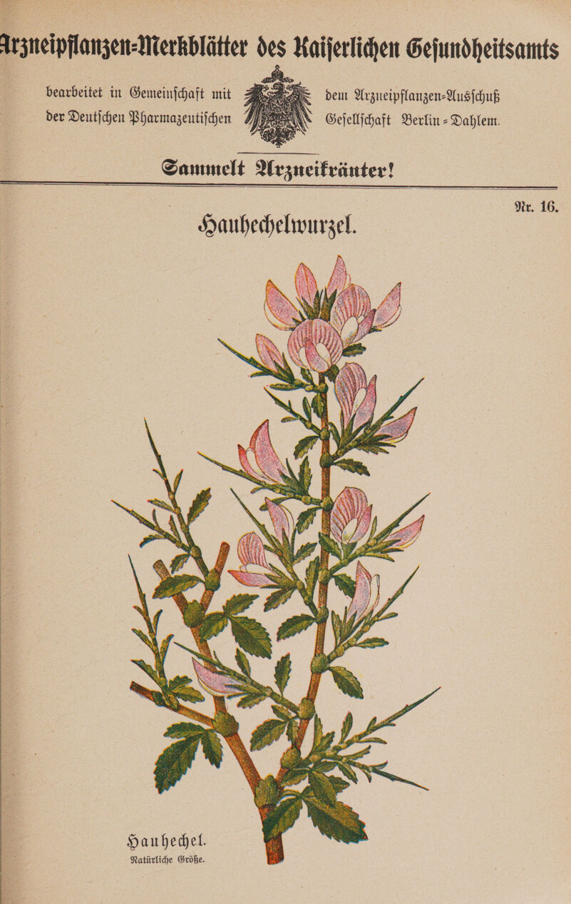 rmepfangen erbte is 5 Kaiferlicen Gejundheitsamts bearbeitet in Gemeinfchaft it. der Deutjchen Pharmazeutiſchen den Arzueipflanzen- Ausschuß Sejellichaft Berlin - Dahlem.  Sammelt Arzneifränter!  Nr. 16.   Hauhechel. Natürliche Größe.