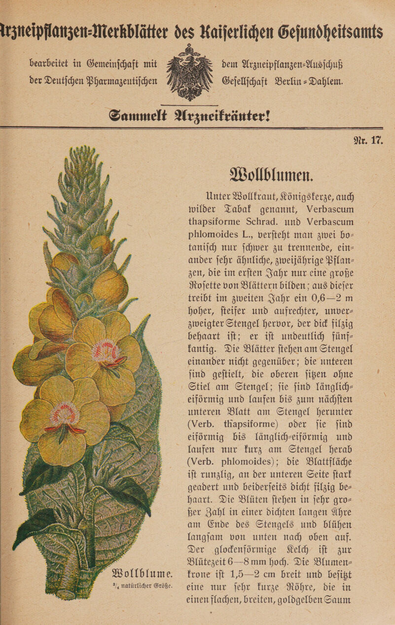  ——— in Gemeinſchaft mit der Deutſchen Pharmazeutiſchen  dem Arzneipflanzen⸗Ausſchuß — Berlin-Dahlem.    Wollblumen. Unter Wollkraut, Königsferze, auch wilder Tabak genannt, Verbascum thapsiforme Schrad. und Verbascum phlomoides L., verjteht man zwei bo- taniſch nur Schwer zu trennende, ein- ander jehr ähnliche, zweijährige Pflan— zen, die im eriten Jahr nur eine große treibt im zweiten Jahr ein 0,6—2 m hoher, fteifer und aufrechter, unver— zweigter Stengel hervor, der die filzig behaart ilt; er iſt undeutlich fünf— fantig. Die Blätter ftehen am Stengel einander nicht gegenüber; die unteren ind geitielt, die oberen ſitzen ohne eiförmig und laufen bi3 zum nächiten unteren Blatt am Stengel herunter (Verb. thapsiforme) oder fie find eiförmig bis länglich-eiförmig und laufen nur furz am Stengel herab (Verb. phlomoides); die Blattfläche it runzlig, an der unteren Seite ftarf geadert und beiderjeit3 Dicht filzig be— haart. Die Blüten Stehen in jehr gro— Ber Zahl in einer dichten langen Ähre am Ende des Stengels und blühen langſam von unten nach oben auf. Der ‚glodenförmige Kelch’ ift - zur Blütezeit 6—8 mm hoch. Die Blumen- frone ift 1,5—2 cm breit und befikt eirte nur ſehr Furze Röhre Die ir einen flachen, breiten, goldgelben Saum N