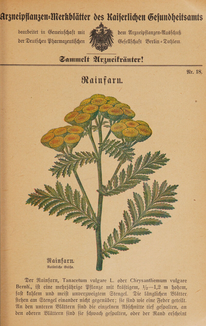      —— in Gemeinſchaft mit ; dem dienen Ausschuß — der Deutſchen Pharmazeutiſchen Geſellſchaft Berlin » Dahlem.   Sammelt Arzneikräuter!  a | Nr. 18. Nainfarn.   Der Rainfarn, Tanacetum vulgare L. oder Chrysanthemum vulgare ernh. iſt eine mehrjährige Pflanze mit kräftigem, 5—1,2 m hohem, — — Saft kahlem und meiſt unverzweigtem Stengel. Die länglichen Blätter — Stehen am Stengel einander nicht gegenüber; jte find wie eine Feder geteilt. ——- Ar den unteren Blättern find die einzelnen Abſchnitte tief geſpalten, an den oberen Blättern jind fie ſchwach gejpalten, oder der Rand erfcheint