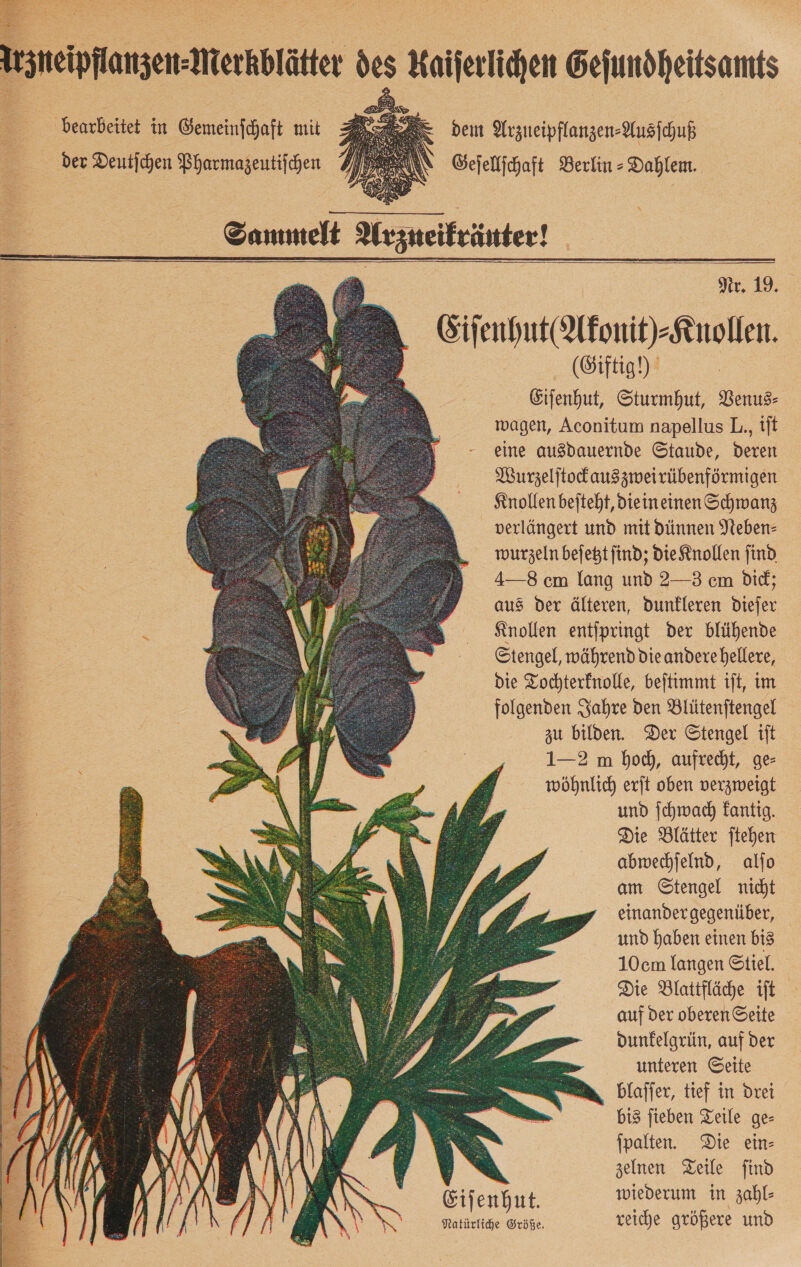                    bearbeitet in Gemeinschaft mit der Deutjchen Bharmazeutifchen dem Arzueipflanzen-Ausichuß Geſellſchaft Berlin » Dahlem. Sammelt Arzneikräuter!    Nr. 19. Eiſenhut( Akonit)⸗-Knollen. (Giftig!) Eiſenhut, Sturmhut, Venus- wagen, Aconitum napellus L., iſt eine ausdauernde Staude, Deren Wurzeljtodauszweirübenförmigen Knollen beiteht, dieineinen Schwanz verlängert und mit dünnen Neben- wurzeln bejegt find; Die Knollen find 4—-8 cm lang und 2—3 cm Did; aus der älteren, dunkleren Diefer Knollen entipringt der blühende Stengel, während die andere hellere, die Tochterfnolle, beſtimmt ift, im folgenden Jahre den Blütenftengel zu bilden. Der Stengel iſt 1—2 m hoch, aufrecht, ge- wöhnlich erit oben verzweigt und ſchwach Fantig. Die Blätter Stehen abmwechjelnd, alio am Gtengel nicht einandergegenüber, und haben einen bis 10cm langen Stiel. Die Blattfläche iſt auf der oberen Seite dunkelgrün, auf der m unteren Seite a blaffer, tief in Drei bis fieben Teile ges fpalten. Die ein- Bu. zelnen Teile find Eiſenhut. wiederum in zahl- Natürliche Größe. veiche größere und    