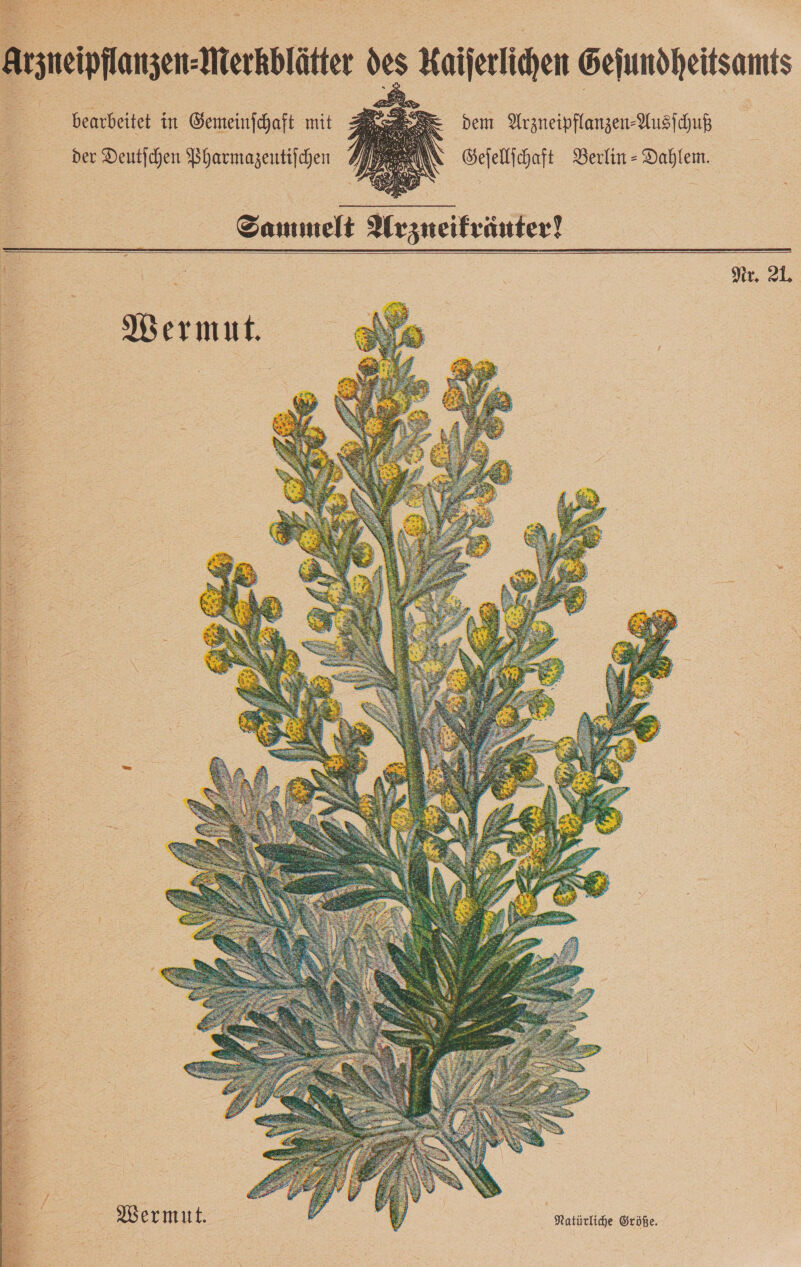    Arzneipflanzen-Merkblätter des Kaiferlichen Gejundheitsamts &gt; | dem Arzneipflanzen-Ausihuß Geſellſchaft Berlin - Dahlem. = * bearbeitet in Gemeinſchaft mit der Deutſchen Pharmazeutiſchen       Sammelt Arzneikräuter!     Nr. 21. — Wermut.  