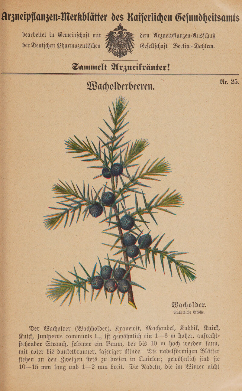 Arzneipflanzen- Merkblätter des Kaiferlihen Gejundheitsamts > bearbeitet in Gemeintchaft mit. — s — Deutſchen Pharmazeutiſchen   dem Arzneipflanzen⸗Ausſchuß Geſellſchaft Berlin-Dahlem.  Sammelt Arzneikräuter! Wacholderbeeren.     Wacholder. Natürliche Größe. Der Wacholder (Wachholder), Kranewit, Machandel, Kaddik, Knirk, Knick, Juniperus communis L., ift gewöhnlich ein 1—3 m hoher, aufrecht- ftehender Strauch, jeltener ein Baum, der bi3 10 m hoch werden Tann, mit roter bis dunfelbrauner, faferiger Rinde. Die nadelförmigen Blätter ftehen an den Zweigen ftet3 zu dreien in Quirlen; gewöhnlich jind ſie 10—15 mm lang und 1—2 mm breit. Die Nadeln, die im inter nicht