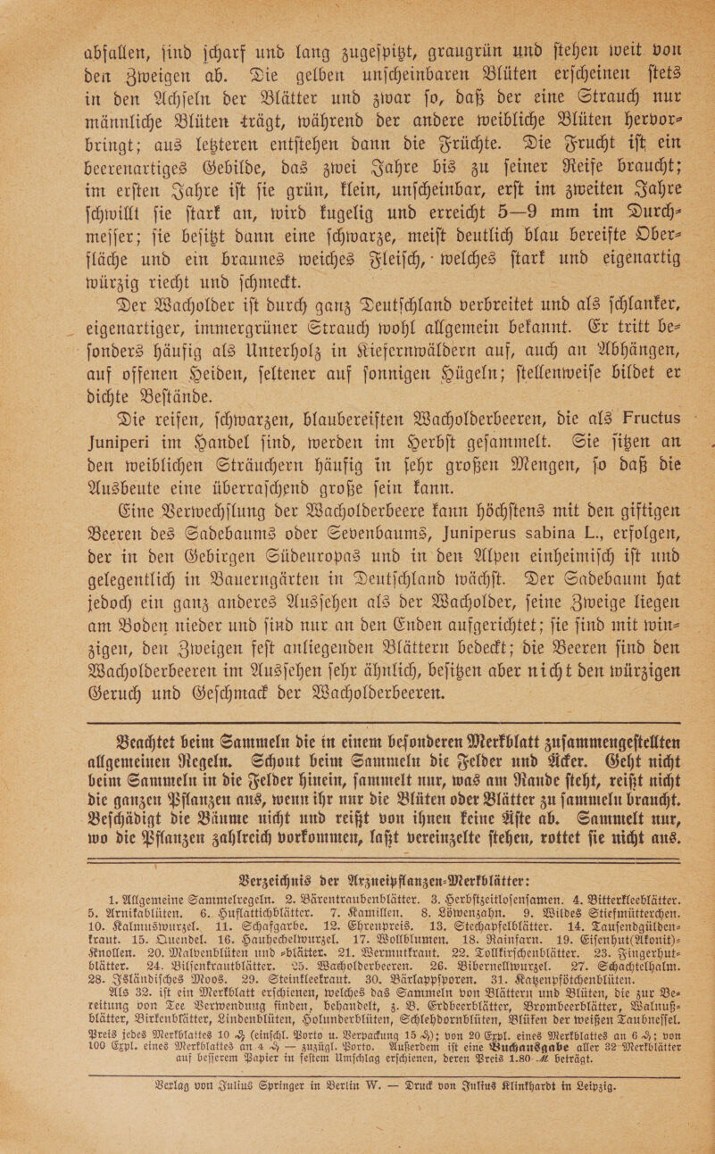 abfaflen, ſind ſcharf und lang zugeſpit, grangrün in Stehen: weit von  männliche Blüten trägt, während der andere weibliche Blüten hervor⸗ = bringt; aus letzteren entjtehen dann die Früchte. Die Frucht it en beerenartiges Gebilde, das zwei Jahre bis zu feiner Neife braucht; im erſten Sahre ift fie grün, Elein, unjcheinbar, erſt im zweiten Sabre. oe Ichwillt fie ftarf an, wird fugelig und erreihdt 5-9 mm im Durch—⸗ mejfer; fie bejigt dann eine ſchwarze, meift deutlich blau bereifte Ober Hähe und ein braunes weiches Fleiſch, welches ſtark und eigenartig = würzig riecht und Ichmedt. Der Wacholder ift durch ganz Deutichland verbreitet und als ſchlanker, eigenartiger, immergrüner Strauch wohl allgemein befannt. Er tritt be— ſonders Häufig al3 Unterholz in Siefernmwäldern auf, auch an Abhängen, auf offenen Heiden, feltener auf fonnigen Hügeln; ftellenweife bildet er dichte Beſtände. | | Juniperi im Handel find, werden int Herbft gefammelt. Sie jigen an den weiblichen Sträuchern häufig in fehr großen Mengen, jo daß die Ausbeute eine überrajchend große jein kann. Eine Berwechjlung der Wacholderbeere kann höchſtens mit den giftigen Beeren des Sadebaums oder Sevenbaums, Juniperus sabina L., erfolgen, der in den Gebirgen Südeuropas und in den Alpen einheimijch ift und gelegentlich in Bauerngärten in Deutjchland wächſt. Der Sadebaum hat jedoch ein ganz anderes Ausjehen als der Wacholder, feine Ziveige liegen am Boden nieder und find nur an den Enden aufgerichtet; fie jind mit win» zigen, den Zweigen feſt anliegenden Blättern bedeckt; die Beeren find den MWacholderbeeren im Ausjehen jehr ähnlich, befigen aber — den würzigen Geruch und Geſchmack der Wacholderbeeren. Beachtet beim Sammeln die in einem beſonderen Merkblatt zuſammengeſtellten allgemeinen Regeln. Schont beim Sammeln die Felder und Äcker. Geht nicht beim Sammeln in die Felder hinein, ſammelt nur, was am Rande ſteht, reißt nicht die ganzen Pflanzen ans, wenn ihr nur die Blüten oder Blätter zu ſammeln braucht. Beſchädigt die Bäume nicht und reift von ihnen Feine Aſte ab. Sammelt nur, wo die Vflanzen zahlreich vorkommen, laßt vereinzelte jtehen, rottet fie wicht aus.  vr Verzeichnis der Arzneipflanzen-Merfblätter: 1. Allgemeine Sammtelregeln. 2. Bärentraubenblätter. 3. Herbitzeitlofenfamen. 4. Bitterfleeblätter. 10. Kalmusmwurzel. 11. Schafgarbe. 12. Ehrenpreis. 13. Stechapfelblätter. 14. Taufendgülden- fraut. 15. Quendel. 16. Hauhechelwurzel. 17. Wollblumen. 18. Rainfarn. 19. Eifenhut(Nfonit)- Knollen. 20. Malvenblüten und »blätter. 21. Wermutfraut. 22. Tollkirſchenblätter. 23. Fingerhut— blätter. 24. Bilfenfrautblätter. 25. Wacholderbeeren. 26. Bibernellwurzel. 27. Schadtelhalm. 28. Isländiſches Moos. 29. Steinkleekraut. 30. Bärlappſporen. 31. Katzenpfötchenblüten. Als 32. iſt ein Merkblatt erſchienen, welches das Sammeln von Blättern und Blüten, die zur Be— reitung von Tee Verwendung finden, behandelt, z. B. Erdbeerblätter, Brombeerblätter, Walnuß— blätter, Birkenblätter, Lindenblüten, Holunderblüten, Schlehdornblüten, Blůfen der weißen Taubneffel. Preis jedes Merfblattes 10 4 (einfchl. Borto u. Verpadung 15 9); von 20 Expl. eines Merfblattes an 6 9; von 100 Expl. eines Merkblattes an 4 9 — zuzügl. Borto. Außerdem ift eine Buchausgabe aller 32 Merkblätter auf bejjerem Ay in feſtem Umfchlag erfchienen, deren Preis 1.80-.4 beträgt.