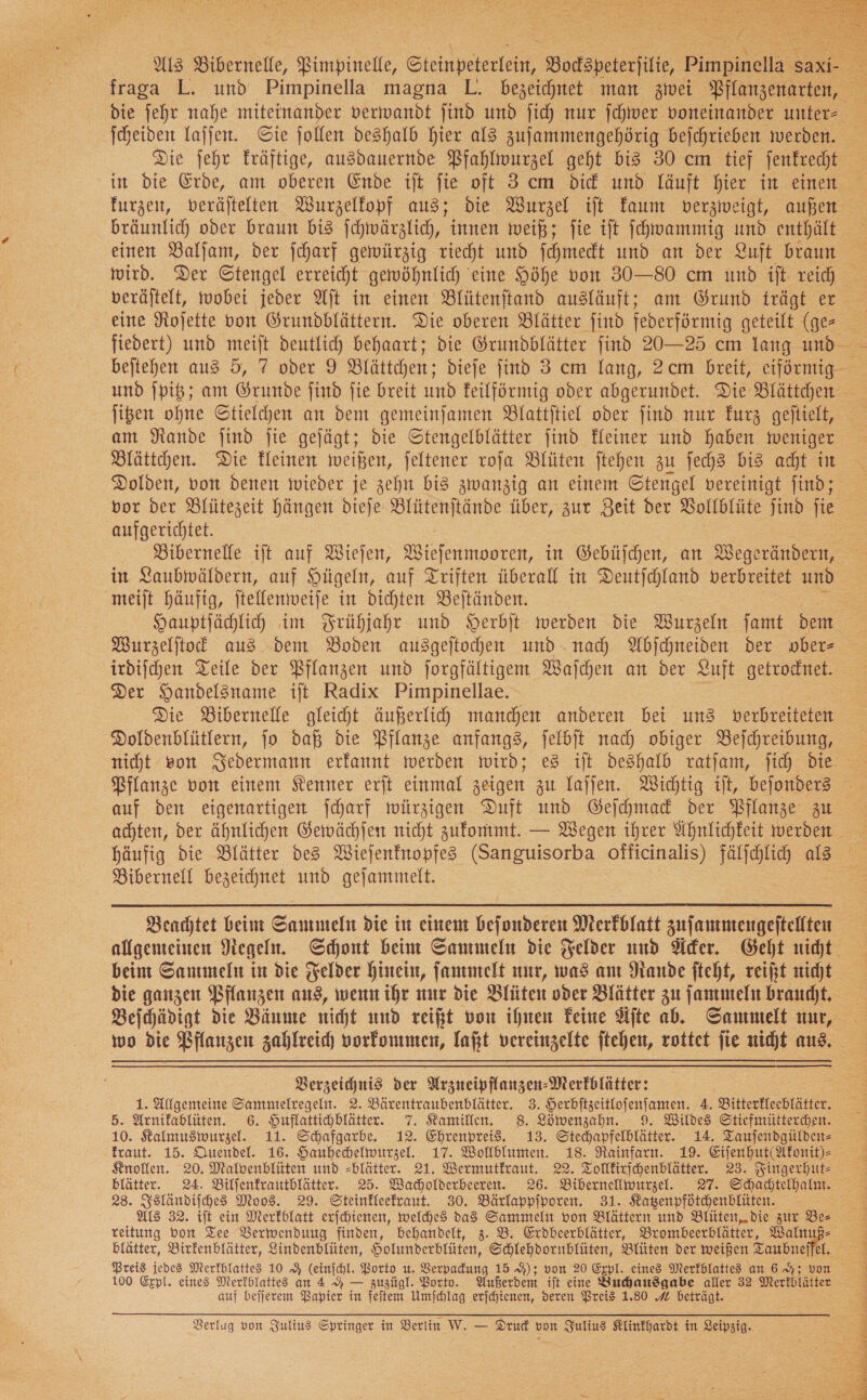  N laſſen. Sie follen deshalb hier als zufammengehörig befchrieben werden. in die Erde, am oberen Ende it fie oft 3 cm did und läuft hier in einen bräunlich oder braun bis ſchwärzlich, innen weiß; fie iſt ſchwammig und enthält einen Balſam, der ſcharf gewürzig riecht und ſchmeckt und an der Luft braun wird. Der Stengel erreicht gewöhnlich eine Höhe von 30—80 cm und ift- reich veräjtelt, wobei jeder Alt in einen Blütenftand ausläuft; am Grund trägt er eine Nojette von Grumdblättern. Die oberen Blätter find federförmig geteilt (ge- ißen ohne Stielchen an dem gemeinfamen Blatttiel oder find nur Furz geftielt, am Nande find ſie gejägt; die Stengelblätter find Heiner und haben weniger Blättchen. Die Heinen weißen, jeltener roſa Blüten ftehen zu ſechs bis acht in Dolden, von denen wieder je zehn bis zwanzig an einem Stengel vereinigt find; vor der Blütezeit hängen diefe Blütenstände tiber, zur Zeit der Vollblüte ſind ſie aufgerichtet. Bibernelle iſt auf Wieſen, ne in Gebüjchen, an Wegerändern, in 2aubwäldern, auf Hügeln, auf Triften überall in Deutjchland verbreitet und meijt häufig, ſtellenweiſe in dichten Beſtänden. Hauptſächlich im Frühjahr und Herbſt werden die Wurzeln ſamt dem Wurzelſtock aus dem Boden ausgeſtochen und nach Abſchneiden der ober— irdiſchen Teile der Pflanzen und ſorgfältigem Waſchen an der Luft getrocknet. Der Handelsname iſt Radix Pimpinellae. Die Bibernelle gleicht äußerlich manchen anderen bei uns verbreiteten Doldenblütlern, jo daß die Pflanze anfangs, ſelbſt nach obiger Befchreibung, nicht von Sedermann erkannt werden wird; es ilt deshalb ratjam, fich Die häufig die Blätter des Wiejenfnopfes (Sanguisorba officinalis) fälſchlich als Bibernell bezeichnet und gejammelt. beim Sanımeln in die Felder hinein, ſammelt nur, was am Rande fteht, reißt nicht die ganzen Pflanzen aus, wenn ihr nur die Blüten oder Blätter zu ſammeln braucht.   Verzeichnis der Arzueipflanzen-Merfblätter: 1. Allgemeine Sammntelregeln. 2. Bärentraubenblätter. 3. Herbftzeitlojenfamen. 4. Bitterkleeblãtter. 5. Arnikablüten. 6. Huflattichblätter. 7. Kamillen. 8. Löwenzahn. 9. Wildes Stiefmütterchen. 10. Kalmuswurzel. 11. Schafgarbe. 12. Ehrenpreis. 13. Stechapfelblätter. 14. Tauſendgülden— kraut. 15. Quendel. 16. Hauhechelwurzel. 17. Wollblumen. 18. Rainfarn. 19. Eiſenhut(Akonit)⸗ Knollen. 20. Malvenblüten und -blätter. 21. Wermutkraut. 22. Tollkirſchenblätter. 23. Fingerhut— blätter. 24. Bilfenfrautblätter. 25. Wacholderbeeren. 26. Bibernelwurzel. 27. Schadtelhalnt. 28. Isländiſches Moos. 29. Steinkleekraut. 30. Bärlappſporen. 31. Katzenpfötchenblüten. Als 32. iſt ein Merkblatt erſchienen, welches das Sammeln von Blättern und Blüten, die zur Be— reitung von Tee Verwendung finden, behandelt, 3. B. Erdbeerblätter, Brombeerblätter, Walnuß⸗ Preis jede3 Merkblattes 10 9 (einichl. Porto ıt. Verpadung 15 9); von 20 Erpl. eines Merfblattes an 6 H von 100 Erpl. eines Merkblattes an AA — zuzügl. Borto. Außerdem ift eine Buhandgabe aller 32 Merkblätter auf bejjerem Papier in Feen Umfchlag erjchtenen, deren Preis 1.80 4 beträgt. yo et r 4 De Pete il U 4