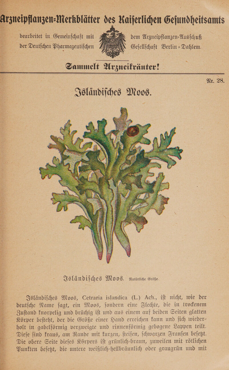   Isländiſches Moos. Katürtihe Größe. Isländiſches Moos, Cetraria islandica (L.) Ach., ift nicht, twie der deutſche Name fagt, ein Moos, jondern eine Flechte, die in trodenem Zuſtand fnorpelig und brüchig ift und aus einem auf beiden Seiten glatten holt in gabelförmig verzweigte und rinnenförmig gebogene Lappen teilt. Dieſe find kraus, am Rande mit kurzen, fteifen, ſchwarzen Tranfen bejebt. Die obere Seite diejes Körpers ift grümnlich-braun, zumeilen mit rötlichen Punkten bejeßt, die untere mweißlich-heffbräunfich over graugrün und mit