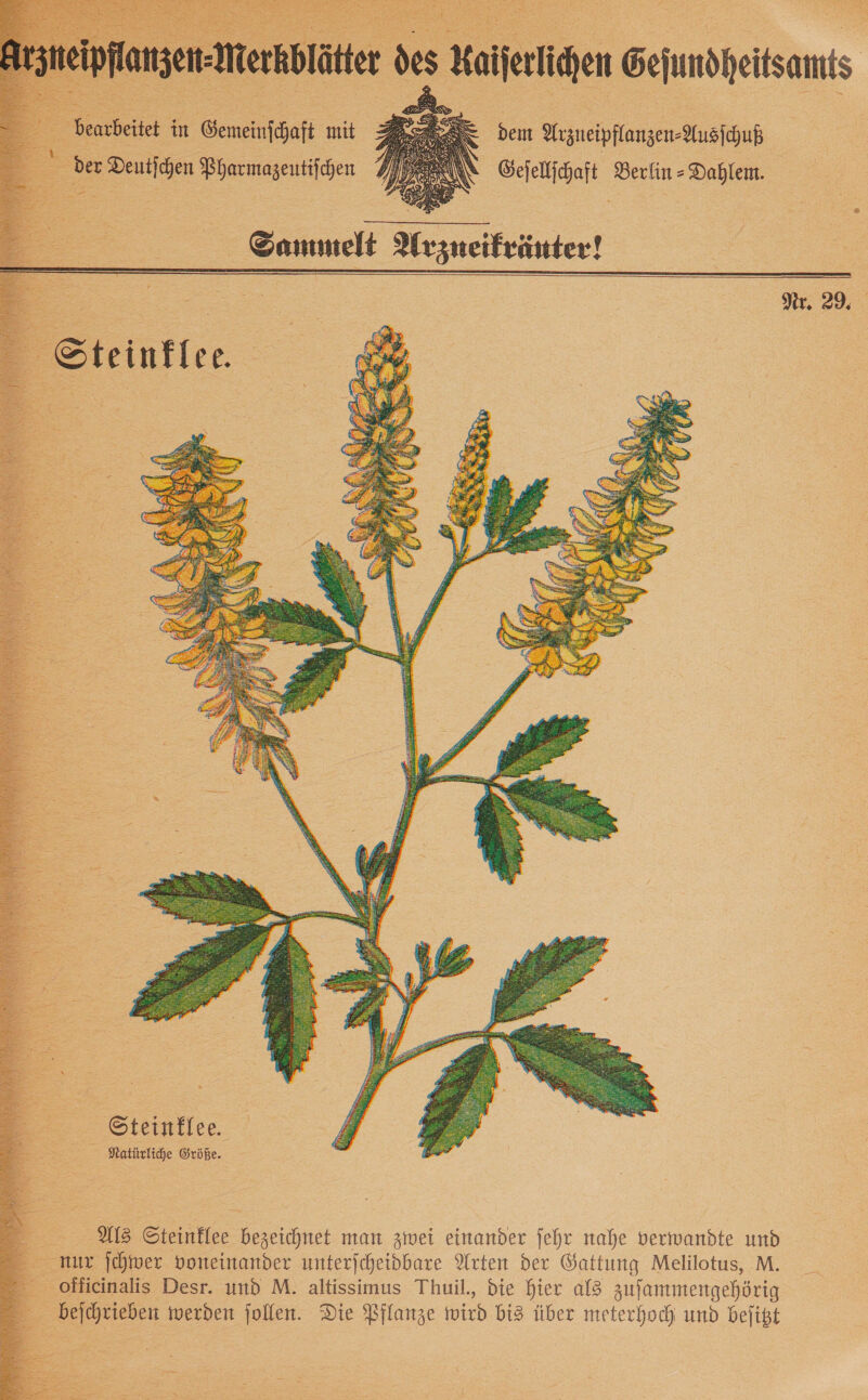   Steinklee. | Natürliche Größe. ‚Als Steinfiee met man zwei einander jehr nahe verwandte und nur ſchwer voneinander unterjcheidbare Arten der Gattung Melilotus, M. officinalis Desr. und M. altissimus Thuil., die hier als ufammengehörig | beſchrieben werden ſollen. Die Pflanze viud bis über meterhoch und beſitzt