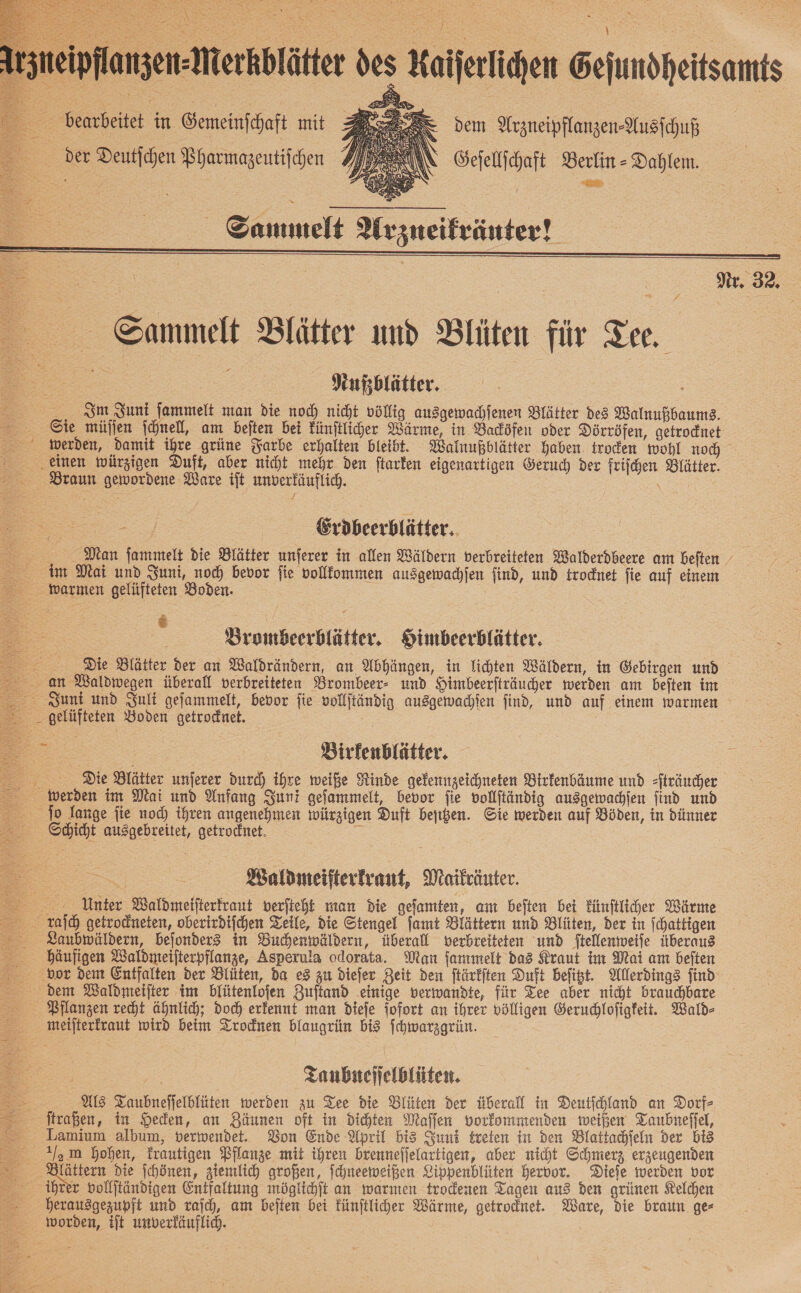      Irzneipflangen-Merkblätter des Kaiferlichen Gejundheitsamts  = bearbeitet in. Gemeinſchaft mit 3 Sr dem Arzneipflanzen-Ausfchuß — der Deutſchen Pharmazeutiſchen N Geſellſchaft Berlin - Dahlem. Sammelt Arzueifränter! Sammelt Blätter und Blüten für Zee, Pen Nußblütter. Im Juni ſammelt man die noch nicht völlig ausgewachſenen Blätter des Walnußbaums Sie müſſen ſchnell, am beſten bei künſtlicher Wärme, in Backöfen oder Dörröfen, getrocknet werden, damit ihre grüne Farbe erhalten bleibt. Walnußblätter haben. trocken wohl noch „einen würzigen Duft, aber nicht mehr den ſtarken eigenartigen Geruch der friſchen Blätter. Braun gewordene Ware ift unverkäuflich. \ Erdbeerblätter, — im Mai und Juni, noch bevor ſie vollkommen ausgewachſen ſind, und trocknet ſie auf einem warmen gelüfteten Boden. Brombeerblätter. Himbeerblütter. Diie Blätter der an Waldrändern, an Abhängen, in lichten Wäldern, in Gebirgen und . an Waldwegen überall verbreiteten Brombeer- und Himbeerfträucher werden am beften im - Bunt und Juli gefammelt, bevor fie vollftändig ausgewachlen find, und auf einem warmen gelüfteten Boden getrocknet. = Birfenblätter. Die Blätter unjerer durd) ihre weiße Rinde gefennzeichneten Btrfenbäume und ſträucher werden im Mai und Anfang Suni gefammelt, bevor fie vollftändig ausgemwachien find und ſo lange fie noch) ihren angenehmen würzigen Duft beſißen. Sie werden auf Böden, in dünner Schicht ausgebreitet, getrocknet. a Waldmeiſterkraut, Maikräuter. Unter Waldmeiſterkraut verſteht man die geſamten, am beſten bei künſtlicher Wärme raſch getrockneten, oberirdiſchen Teile, die Stengel ſamt Blättern und Blüten, der in ſchattigen Zaubwäldern, bejonder3 in Buchenwäldern, überall verbreiteten und ftellenweife überaus haufigen Waldmeifterpflanze, Asperula odorata. Man fanımelt das Kraut im Mai am beiten bvor dem Entfalten der Blüten, da es zu diefer Zeit den ftärkften Duft befigt. Allerdings find dem Waldmeifter im bfütenlojen Zuftand einige verwandte, für Tee aber nit brauchbare Pflanzen recht ähnlich; Doch erkennt man dieſe jofort an ihrer völfigen Geruchlofigfeit. Wald- meiſterkraut wird beim Trocknen blaugrün bis fchwarzgrün. Taubueſſelblüten. Als Taubneſſelblüten werden zu Tee die Blüten der überall in Deutſchland an Dorf- ftraßen, in Heden, an Zäunen oft in Dichten Maffen vorkommenden weißen Taubneffel, Lamium album, verwendet. Bon Ende April bi Juni treten in den Blattachſeln der bis m Hohen, Trautigen Pflanze mit ihren brenneffelartigen, aber nicht Schmerz, erzeugenden lättern die fchönen, ziemlich großen, Schneeweißen Lippenblüten hervor. Dieſe werden vor ihrer vollftändigen Entfaltung möglichſt an warmen trodenen Tagen aus den grünen Kelchen herausgezupft und raſch, am beiten bei Fünftliher Wärme, getrodnet. Ware, die braun ge- - worden, iſt unverfäuflich.    