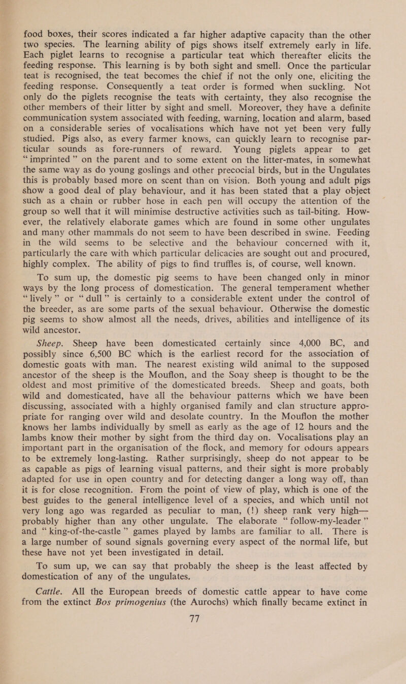 food boxes, their scores indicated a far higher adaptive capacity than the other two species. The learning ability of pigs shows itself extremely early in life. Each piglet learns to recognise a particular teat which thereafter elicits the feeding response. This learning is by both sight and smell: Once the particular teat is recognised, the teat becomes the chief if not the only one, eliciting the feeding response. Consequently a teat order is formed when suckling. Not only do the piglets recognise the teats with certainty, they also recognise the other members of their litter by sight and smell. Moreover, they have a definite communication system associated with feeding, warning, location and alarm, based on a considerable series of vocalisations which have not yet been very fully studied. Pigs also, as every farmer knows, can quickly learn to recognise par- ticular sounds as fore-runners of reward. Young piglets appear to get “imprinted ” on the parent and to some extent on the litter-mates, in somewhat the same way as do young goslings and other precocial birds, but in the Ungulates this is probably based more on scent than on vision. Both young and adult pigs show a good deal of play behaviour, and it has been stated that a play object such as a chain or rubber hose in each pen will occupy the attention of the group so well that it will minimise destructive activities such as tail-biting. How- ever, the relatively elaborate games which are found in some other ungulates and many other mammals do not seem to have been described in swine. Feeding in the wild seems to be selective and the behaviour concerned with it, particularly the care with which particular delicacies are sought out and procured, highly complex. The ability of pigs to find truffles is, of course, Well known. To sum up, the domestic pig seems to have been changed only in minor ways by the long process of domestication. The general temperament whether “lively” or “dull” is certainly to a considerable extent under the control of the breeder, as are some parts of the sexual behaviour. Otherwise the domestic pig seems to show almost all the needs, drives, abilities and intelligence of its wild ancestor. Sheep. Sheep have been domesticated certainly since 4,000 BC, and possibly since 6,500 BC which is the earliest record for the association of domestic goats with man. The nearest existing wild animal to the supposed ancestor of the sheep is the Mouflon, and the Soay sheep is thought to be the oldest and most primitive of the domesticated breeds. Sheep and goats, both wild and domesticated, have all the behaviour patterns which we have been discussing, associated with a highly organised family and clan structure appro- priate for ranging over wild and desolate country. In the Mouflon the mother knows her lambs individually by smell as early as the age of 12 hours and the lambs know their mother by sight from the third day on. Vocalisations play an important part in the organisation of the flock, and memory for odours appears to be extremely long-lasting. Rather surprisingly, sheep do not appear to be as capable as pigs of learning visual patterns, and their sight is more probably adapted for use in open country and for detecting danger a long way off, than it is for close recognition. From the point of view of play, which is one of the best guides to the general intelligence level of a species, and which until not very long ago was regarded as peculiar to man, (!) sheep rank very high— probably higher than any other ungulate. The elaborate ‘ follow-my-leader ”’ and “ king-of-the-castle ’ games played by lambs are familiar to all. There is a large number of sound signals governing every aspect of the normal life, but these have not yet been investigated in detail. To sum up, we can say that probably the sheep is the least affected by domestication of any of the ungulates. Cattle. All the European breeds of domestic cattle appear to have come from the extinct Bos primogenius (the Aurochs) which finally became extinct in