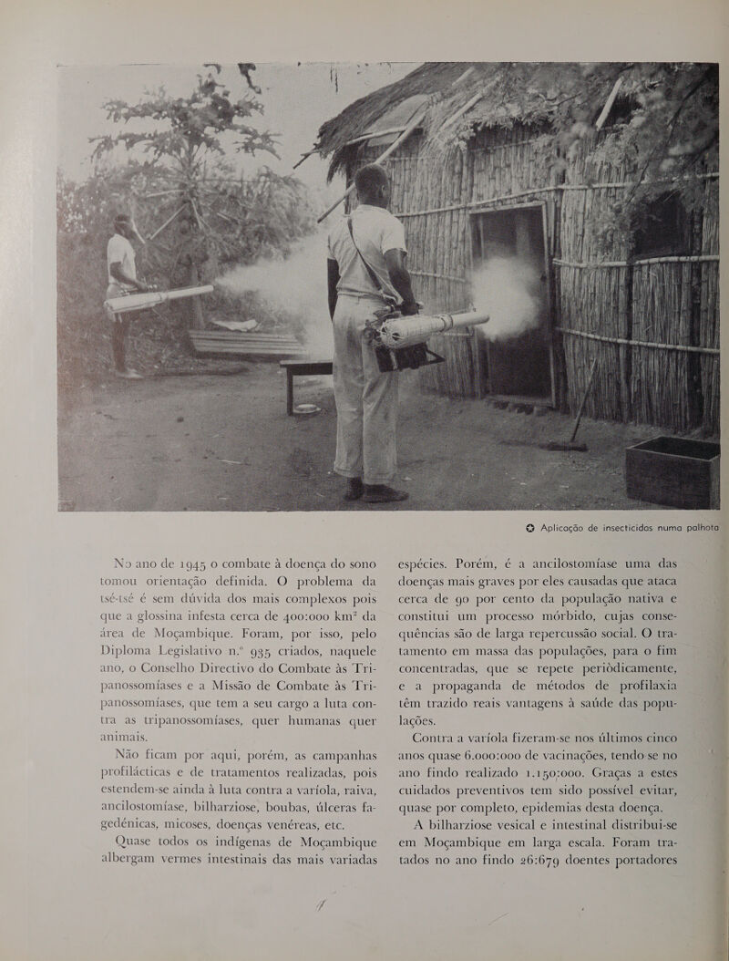 No ano de 1945 o combate à doença do sono tomou orientação definida. O problema da tsé-tsé é sem dúvida dos mais complexos pois que a glossina infesta cerca de 400:000 km? da área de Moçambique. Foram, por isso, pelo Diploma Legislativo n.º 935 criados, naquele ano, o Conselho Directivo do Combate às Tri- panossomiases e a Missão de Combate às Tri- panossomiases, que tem a seu cargo a luta con- tra as tripanossomiases, quer humanas quer animais, Não ficam por aqui, porém, as campanhas profilácticas e de tratamentos realizadas, pois estendem-se ainda à luta contra a varíola, raiva, ancilostomiase, bilharziose, boubas, úlceras fa- gedénicas, micoses, doenças venéreas, etc. Quase todos os indígenas de Moçambique albergam vermes intestinais das mais variadas  espécies. Porém, é a ancilostomíase uma das doenças mais graves por eles causadas que ataca cerca de go por cento da população nativa e constitui um processo mórbido, cujas conse- quências são de larga repercussão social. O tra- tamento em massa das populações, para o fim concentradas, que se repete periódicamente, e a propaganda de métodos de profilaxia têm trazido reais vantagens à saúde das popu- lações. Contra a varíola fizeram-se nos últimos cinco anos quase 6.000:000 de vacinações, tendo-se no ano findo realizado 1.150:000. Graças a estes cuidados preventivos tem sido possível evitar, quase por completo, epidemias desta doença. A bilharziose vesical e intestinal distribui-se em Moçambique em larga escala. Foram tra- tados no ano findo 26:679 doentes portadores 
