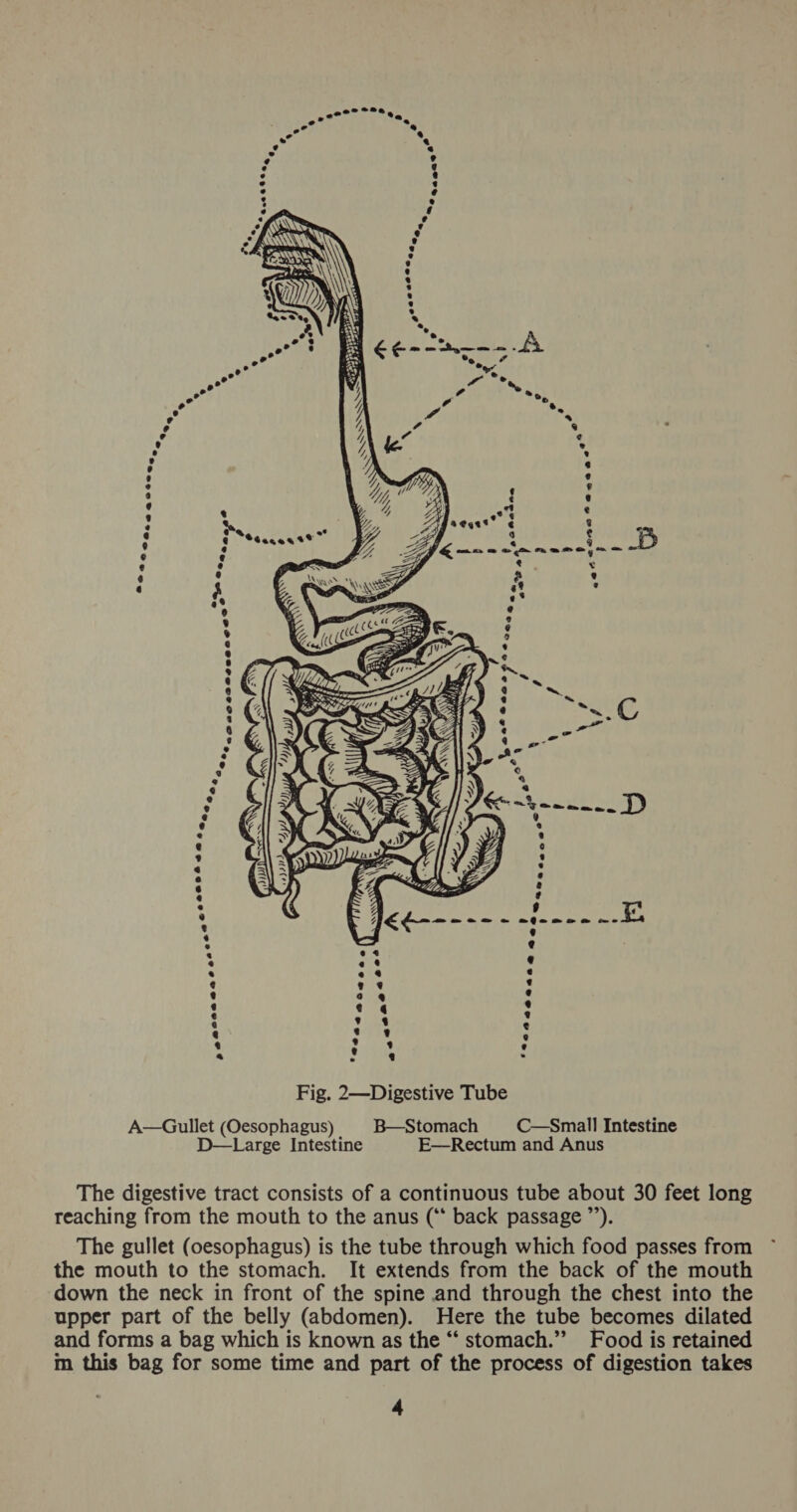 ee - “se, o” ® o .) a 2 e22000° Bee tea,   chews fa a WW LN ar aeeee eee aa a? ®a22a? Beighs 2 2ioe — &lt;&gt; = — mane ae @ ry PP Cece acces, we aoe ae 4 % of SS t 7 Eo sae aa. % af?y Fig. 2—Digestive Tube B—Stomach C—Small Intestine A—Gullet (Oesophagus) E—Rectum and Anus D—Large Intestine The digestive tract consists of a continuous tube about 30 feet long reaching from the mouth to the anus (“‘ back passage ”’). The gullet (oesophagus) is the tube through which food passes from the mouth to the stomach. It extends from the back of the mouth down the neck in front of the spine and through the chest into the upper part of the belly (abdomen). Here the tube becomes dilated Food is retained and forms a bag which is known as the “ stomach.” m this bag for some time and part of the process of digestion takes
