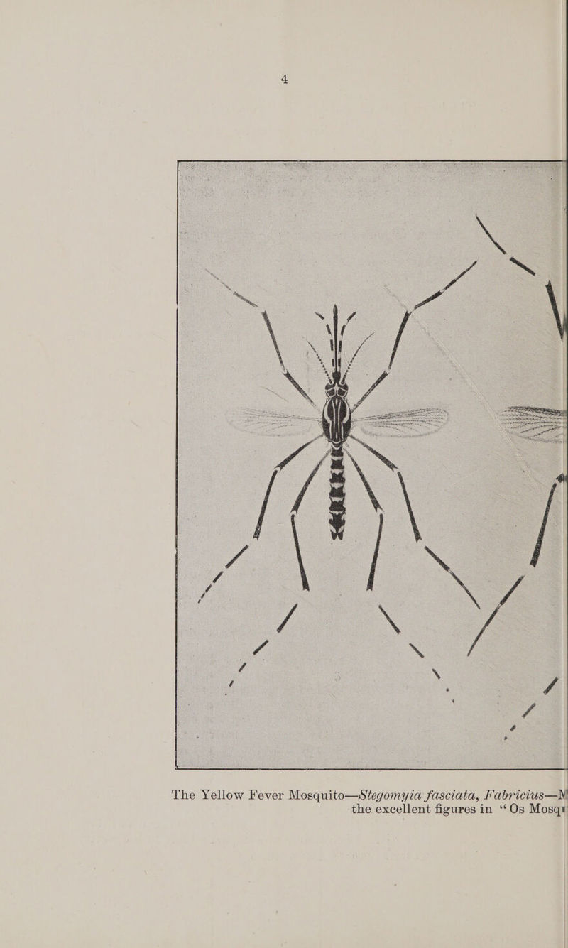   The Yellow Fever Mosquito—Stegomyia fasciata, Fabricius—NM | the excellent figures in ‘‘Os Mosqv 