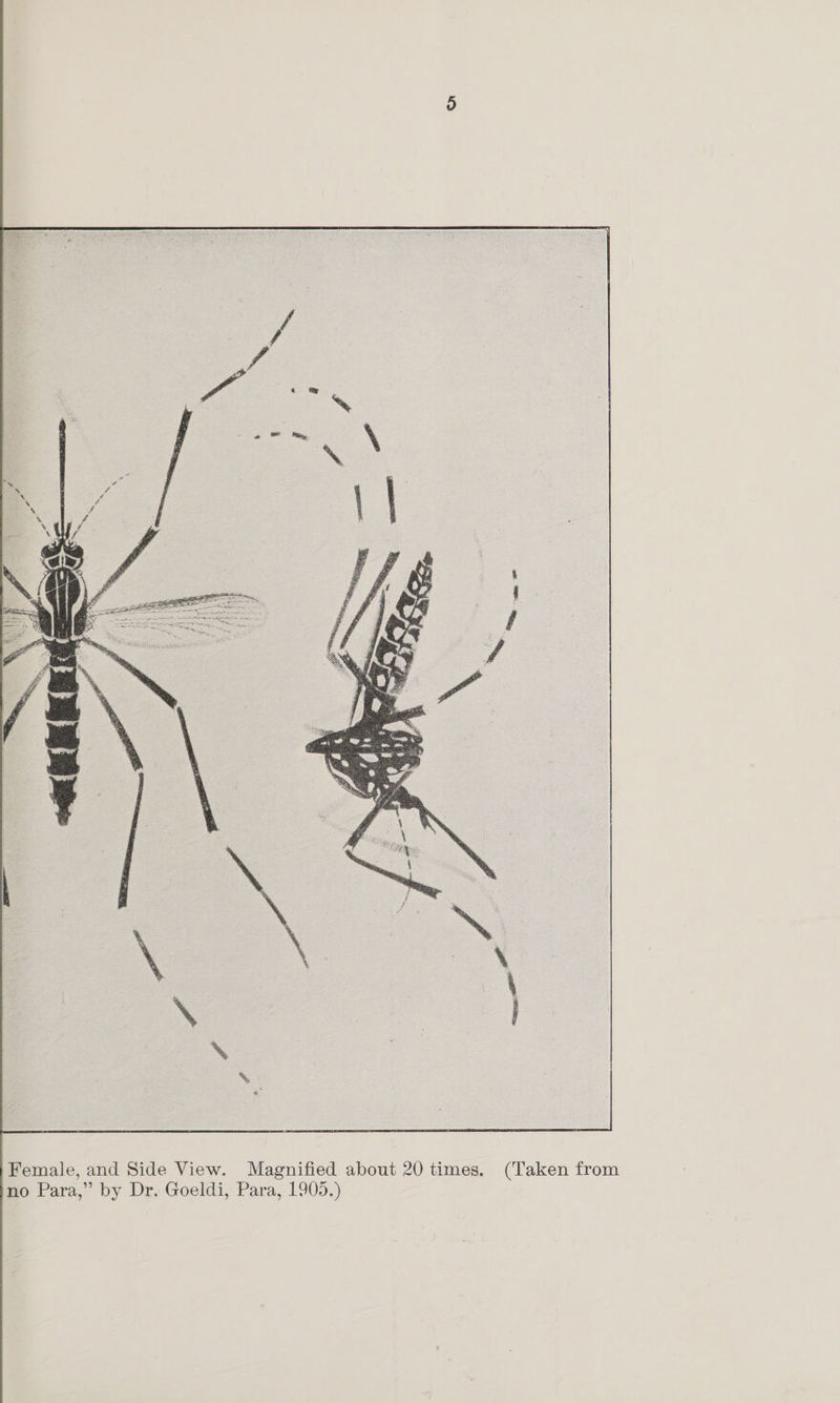  Female, and Side View. Magnified about 20 times. (Taken from ino Para,” by Dr. Goeldi, Para, 1905.) 