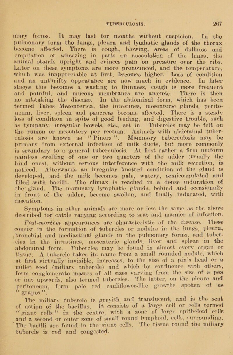 mary forms. It may last for months without suspicion. In the pulmonary form the lungs, pleura and lymhatic glands of the thorax | become affected. There is cough, blowing, areas of dullness and crepitation or wheezing in parts on ausculation of the lungs, the animal stands upright and evinces pain on pressure over the ribs. Later on these symptoms are more pronounced, and the temperature, which was inappreciable at first, becomes higher. Loss of condition and an unthrifty appearance are now much in evidence. In later stages this becomes a wasting to thinness, cough is more frequent and painful, and mucous membranes are anwmic. There is then no mistaking the disease, In the abdominal form, which has been termed Tabes Mesenterica, the intestines, mesentoric glands, perito- neum, liver, spleen and pancreas become affected. There is a steady loss of condition in spite of good feeding, and digestive trouble, such as tympany, irregular bowels, ete., set in. Tubercles may be felt on the rumen or mesentery per rectum. Animals with abdominal tuber- culosis are known as ‘‘Piners”’, Mammary tuberculosis may be primary from external infection of milk ducts, but more commonly is secondary to a general tuberculosis. At first rather a firm uniform painless swelling of one or two quarters of the udder (usually the hind ones), without serious interference with the ‘milk egecretion, is noticed, Afterwards an irregular knotted condition of the gland 1s developed, and the milk becomes pale, watery, semicoagulated and filled with bacilli. The climax is reached in a dense induration of the gland. The mammary lymphatic glands, behind and cccasionaliy in front of the udder, become swollen, and finally indurated, with caseation, Symptoms in other animals are more or less the same as the above described fer cattle varying according to scat and manner of infection. Post-mortem appearances are characteristic of the disease. These consist in the formation of tubercles or nodules in the Jungs, pleura, , bronchial and mediastinal glands in the pulmonary forms, and_tuber- cles in the intestines, mesenteric glands, liver and spleen in the abdominal form. Tubercles may be found in almost every organ or tissue. A tubercle takes its name from a small rounded nodule, which at first virtually invisible, increases, to the size of a pin’s head or a millet seed (miliary tubercle) and which by confluence with others, form conglomerate masses of all sizes varying from the size of a pea or nut upwards, also termed tubercles. The latter, on the pleura and peritoneum, form pale red eauliflower-like growths spoken of as ‘* grapes ’’. : Tho miliary tubercle is greyish and translucent, and is the seat of action of the bacillus. T+ consists of a large cell or cells termed ‘piant cells’? in the centre, with a zone of large epitheloid cells and a second or outer zone of small round lwmphoid, cells, surroanding, ‘The bacilli are found in the giant cells, The tissue round the miliary tubercle is red and congested.