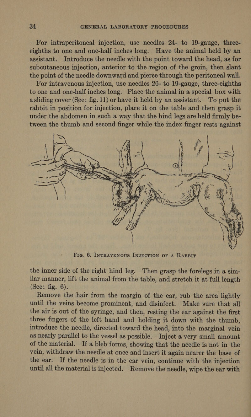 For intraperitoneal injection, use needles 24- to 19-gauge, three- eighths to one and one-half inches long. Have the animal held by an assistant. Introduce the needle with the point toward the head, as for subcutaneous injection, anterior to the region of the groin, then slant the point of the needle downward and pierce through the peritoneal wall. For intravenous injection, use needles 26- to 19-gauge, three-eighths to one and one-half inches long. Place the animal in a special box with a sliding cover (See: fig. 11) or have it held by an assistant. To put the rabbit in position for injection, place it on the table and then grasp it under the abdomen in such a way that the hind legs are held firmly be- tween the thumb and second finger while the index finger rests against  the inner side of the right hind leg. Then grasp the forelegs in a sim- ilar manner, lift the animal from the table, and stretch it at full length (See: fig. 6). Remove the hair from the margin of the ear, rub the area lightly until the veins become prominent, and disinfect. Make sure that all the air is out of the syringe, and then, resting the ear against the first three fingers of the left hand and holding it down with the thumb, introduce the needle, directed toward the head, into the marginal vein as nearly parallel to the vessel as possible. Inject a very small amount of the material. If a bleb forms, showing that the needle is not in the vein, withdraw the needle at once and insert it again nearer the base of the ear. If the needle is in the ear vein, continue with the injection until all the material is injected. Remove the needle, wipe the ear with