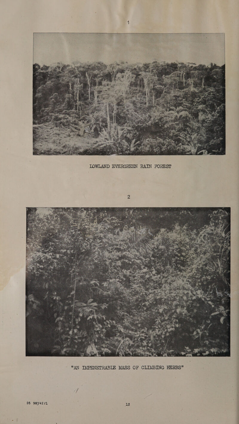  DS 98342/1  LOWLAND EVERGREEN RAIN FOREST 