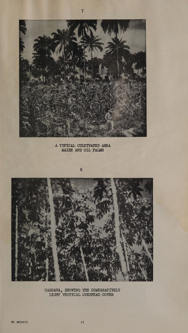  A TYPICAL CULTIVATED AREA MAIZE AND OIL PALMS  