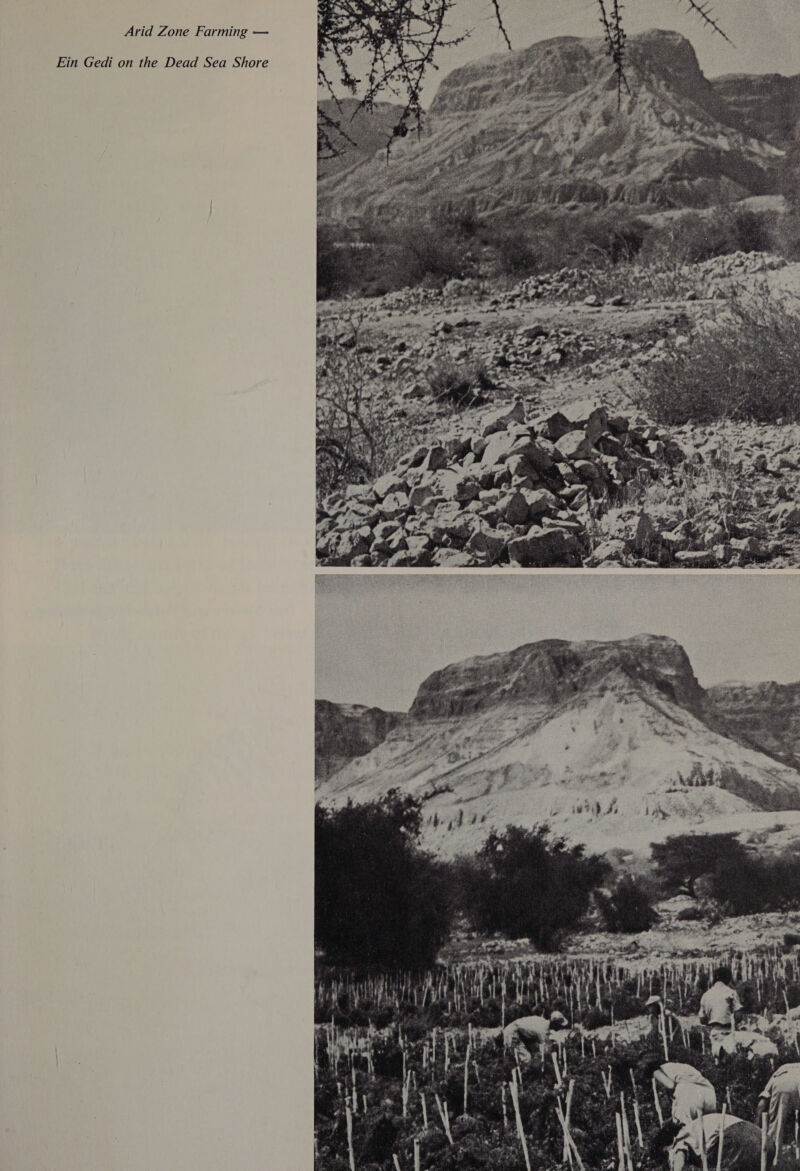 Arid Zone Farming — Ein Gedi on the Dead Sea Shore 