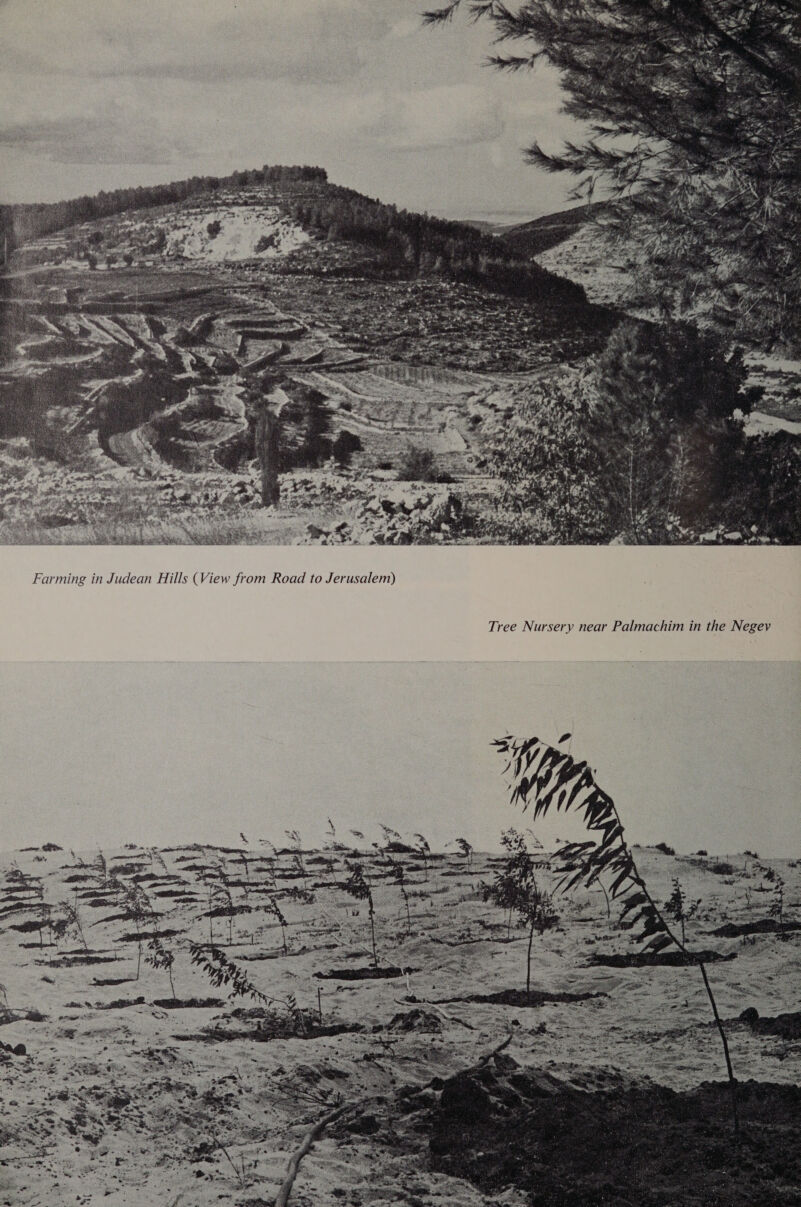  Farming in Judean Hills (View from Road to Jerusalem) 