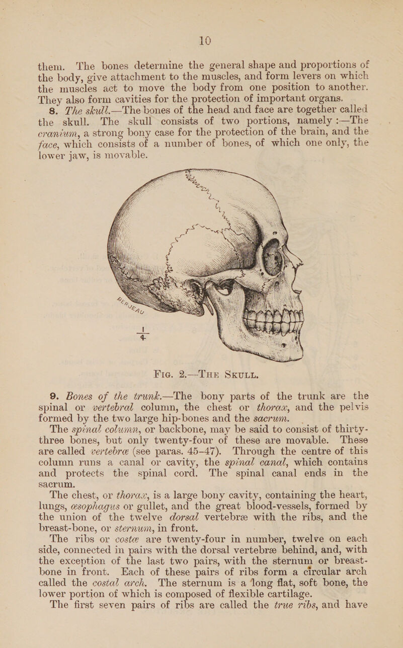 them. ‘The bones determine the general shape and proportions of the body, give attachment to the muscles, and form levers on which the muscles act to move the body from one position to another. They also form cavities for the protection of important organs. 8. The skull.—The bones of the head and face are together called the skull. The skull consists of two portions, namely :—The cranium, a strong bony case for the protection of the brain, and the face, which consists of a number of bones, of which one only, the lower jaw, is movable.  9. Bones of the trunk.—The bony parts of the trunk are the spinal or vertebral column, the chest or thorax, and the pelvis formed by the two large hip-bones and the sacrum. The spznal column, or backbone, may be said to consist of thirty- three bones, but only twenty-four of these are movable. These are called vertebre (see paras. 45-47). Through the centre of this column runs a canal or cavity, the spinal canal, which contains and protects the spinal cord. The spinal canal ends in the sacrum. The chest, or thorax, is a large bony cavity, containing the heart, lungs, esophagus or gullet, and the great blood-vessels, formed by the union of the twelve dorsal vertebre with the ribs, and the breast-bone, or sternum, in front. The ribs or coste are twenty-four in number, twelve on each side, connected in pairs with the dorsal vertebree behind, and, with the exception of the last two pairs, with the sternum or breast- bone in front. Each of these pairs of ribs form a circular arch called the costal arch. The sternum is a ‘long flat, soft bone, the lower portion of which is composed of flexible cartilage. The first seven pairs of ribs are called the ¢rwe ribs, and have