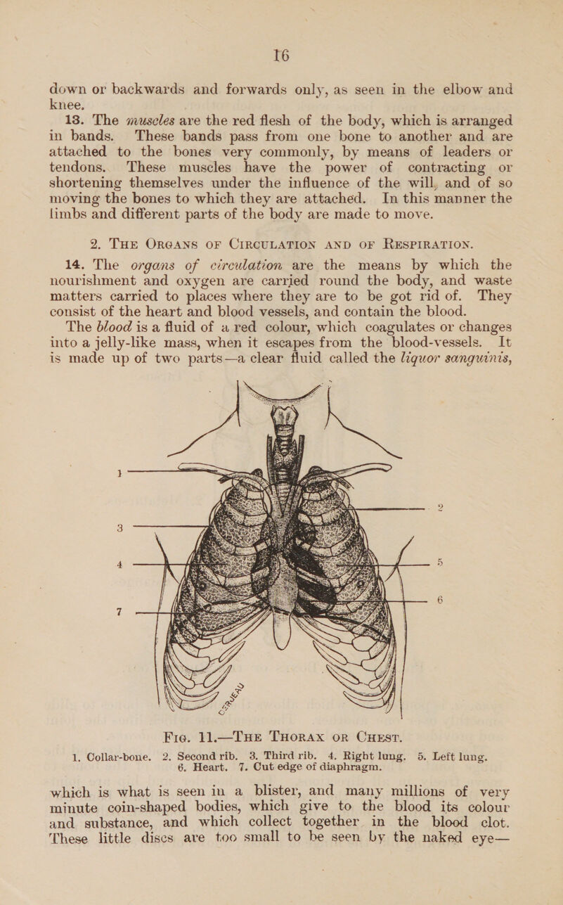down or backwards and forwards only, as seen in the elbow and knee. 13. The svuscles are the red flesh of the body, which is arranged in bands. These bands pass from one bone to another and are attached to the bones very commonly, by means of leaders or tendons. These muscles have the power of contracting or shortening themselves under the influence of the will, and of so moving the bones to which they are attached. In this manner the limbs and different parts of the body are made to move. 2. THE ORGANS OF CIRCULATION AND OF RESPIRATION. 14. The organs of circulation are the means by which the nourishment and oxygen are carried round the body, and waste matters carried to places where they are to be got rid of. They consist of the heart and blood vessels, and contain the blood. The blood is a fluid of a red colour, which coagulates or changes into a jelly-like mass, when it escapes from the blood-vessels. It is made up of two parts—a clear fluid called the liquor sangwinis, 6  1, Collar-bone. 2. Second rib. 3, Third rib. 4, Right lung. 5. Left lung. 6. Heart. 7. Cut edge of diaphragm. which is what is seen in a blister, and many millions of very minute coin-shaped bodies, which give to the blood its colour and substance, and which collect together in the blood clot. These little discs are too small to be seen by the naked eye—