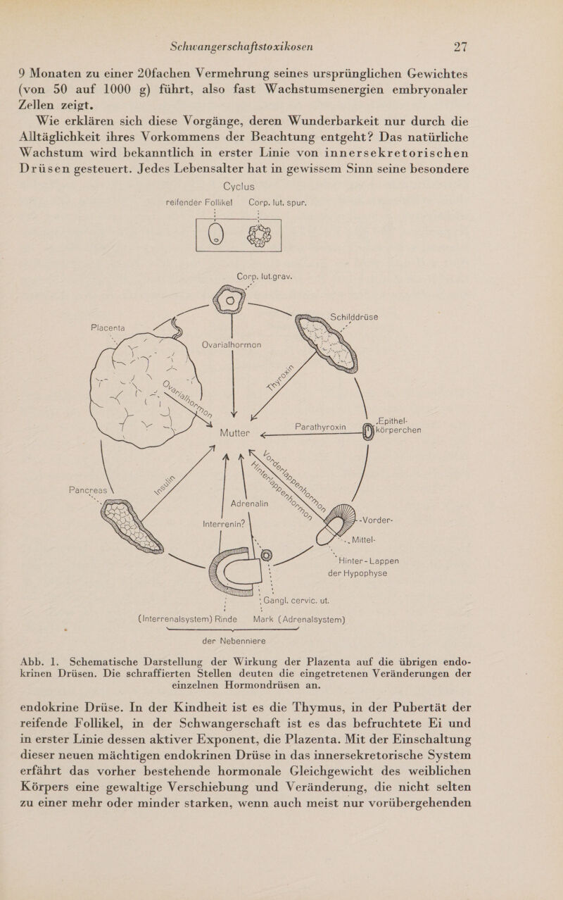 9 Monaten zu einer 20fachen Vermehrung seines ursprünglichen Gewichtes (von 50 auf 1000 g) führt, also fast Wachstumsenergien embryonaler Zellen zeigt. Wie erklären sich diese Vorgänge, deren Wunderbarkeit nur durch die Alltäglichkeit ihres Vorkommens der Beachtung entgeht? Das natürliche Wachstum wird bekanntlich in erster Linie von innersekretorischen Drüsen gesteuert. Jedes Lebensalter hat in gewissem Sinn seine besondere Cyclus  .Epithel- Mutter PR ESLLE ,. körperchen -Vorder- =. Mittel- e “Hinter-Lappen ' der Hypophyse ‘Gangl. cervic. ut. (Interrenalsystem) Rinde Mark (Adrenalsystem)  der Nebenniere Abb. 1. Schematische Darstellung der Wirkung der Plazenta auf die übrigen endo- krinen Drüsen. Die schraffierten Stellen deuten die eingetretenen Veränderungen der einzelnen Hormondrüsen an. endokrine Drüse. In der Kindheit ist es die Thymus, in der Pubertät der reifende Follikel, in der Schwangerschaft ist es das befruchtete Ei und in erster Linie dessen aktiver Exponent, die Plazenta. Mit der Einschaltung dieser neuen mächtigen endokrinen Drüse in das innersekretorische System erfährt das vorher bestehende hormonale Gleichgewicht des weiblichen Körpers eine gewaltige Verschiebung und Veränderung, die nicht selten zu einer mehr oder minder starken, wenn auch meist nur vorübergehenden