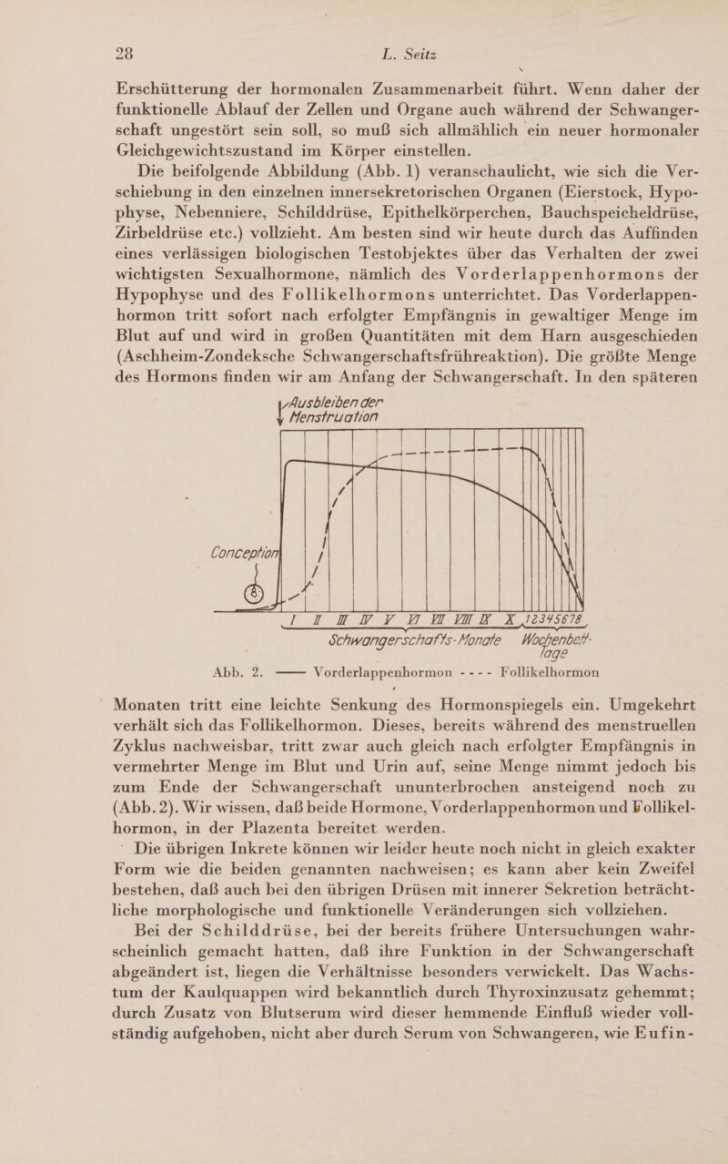 Erschütterung der hormonalen Zusammenarbeit führt. Wenn daher der funktionelle Ablauf der Zellen und Organe auch während der Schwanger- schaft ungestört sein soll, so muß sich allmählich ein neuer hormonaler Gleichgewichtszustand im Körper einstellen. Die beifolgende Abbildung (Abb. 1) veranschaulicht, wie sich die Ver- schiebung in den einzelnen innersekretorischen Organen (Eierstock, Hypo- physe, Nebenniere, Schilddrüse, Epithelkörperchen, Bauchspeicheldrüse, Zirbeldrüse etc.) vollzieht. Am besten sind wir heute durch das Auffinden eines verlässigen biologischen Testobjektes über das Verhalten der zwei wichtigsten Sexualhormone, nämlich des Vorderlappenhormons der Hypophyse und des Follikelhormons unterrichtet. Das Vorderlappen- hormon tritt sofort nach erfolgter Empfängnis in gewaltiger Menge im Blut auf und wird in großen Quantitäten mit dem Harn ausgeschieden (Aschheim-Zondeksche Schwangerschaftsfrühreaktion). Die größte Menge des Hormons finden wir am Anfang der Schwangerschaft. In den späteren | SIUVY 0 MID X 12395678, X 12345678 Schwangerschaffs-Monare 7 Sohmangerschafts-Honate Wadhenbet | 2gE Abb. 2. —— Vorderlappenhormon ---- Follikelhormon ‚Ausbleiben der TITEL  ' Monaten tritt eine leichte Senkung des Hormonspiegels ein. Umgekehrt. verhält sich das Follikelhormon. Dieses, bereits während des menstruellen Zyklus nachweisbar, tritt zwar auch gleich nach erfolgter Empfängnis in vermehrter Menge im Blut und Urin auf, seine Menge nimmt jedoch bis zum Ende der Schwangerschaft ununterbrochen ansteigend noch zu (Abb. 2). Wir wissen, daß beide Hormone, Vorderlappenhormon und Follikel- hormon, in der Plazenta bereitet werden. “ Die übrigen Inkrete können wir leider heute noch nicht in gleich exakter Form wie die beiden genannten nachweisen; es kann aber kein Zweifel bestehen, daß auch bei den übrigen Drüsen mit innerer Sekretion beträcht- liche morphologische und funktionelle Veränderungen sich vollziehen. Bei der Schilddrüse, bei der bereits frühere Untersuchungen wahr- scheinlich gemacht hatten, daß ihre Funktion in der Schwangerschaft abgeändert ist, liegen die Verhältnisse besonders verwickelt. Das Wachs- tum der Kaulquappen wird bekanntlich durch Thyroxinzusatz gehemmt; durch Zusatz von Blutserum wird dieser hemmende Einfluß wieder voll- ständig aufgehoben, nicht aber durch Serum von Schwangeren, wie Eufin-