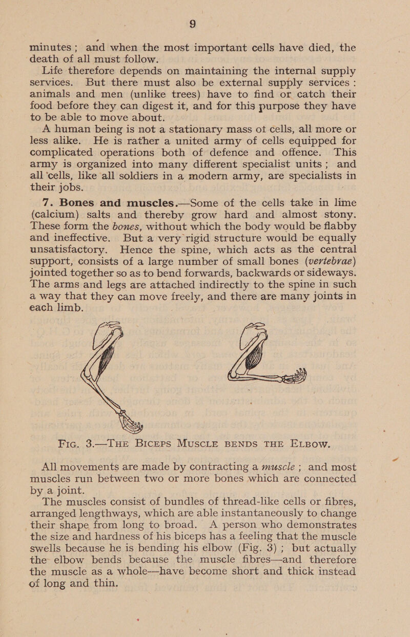 minutes ; and when the most important cells have died, the ‘death of all must follow. Life therefore depends on maintaining the internal supply services. But there must also be external supply services : animals and men (unlike trees) have to find or catch their food before they can digest it, and for this purpose they have to be able to move about. A human being is not a stationary mass ot cells, all more or less alike. He is rather a united army of cells equipped for complicated operations both of defence and offence. This army is organized into many different specialist units; and all ‘cells, like all soldiers in a modern army, are specialists in their jobs. 7. Bones and muscles.—Some of the cells take in lime (calcium) salts and thereby grow hard and almost stony. These form the bones, without which the body would be flabby and ineffective. But a very rigid structure would be equally unsatisfactory. Hence the spine, which acts as the central support, consists of a large number of small bones (vertebrae) jointed together so as to bend forwards, backwards or sideways. The arms and legs are attached indirectly to the spine in such a way that they can move pies and there are many joints in each limb.   Fic.. 3:—IHE Hicks MUSCLE BENDS THE ELBow. All movements are made by contracting a muscle ; and most muscles run between two or more bones which are connected by a joint. The muscles consist of bundles of thread-like cells or fibres, arranged lengthways, which are able instantaneously to change their shape from long to broad. A person who demonstrates the size and hardness of his biceps has a feeling that the muscle swells because he is bending his elbow (Fig. 3) ; but actually the elbow bends because the muscle fibres—and therefore the muscle as a whole-—have become short and thick instead of long and thin.