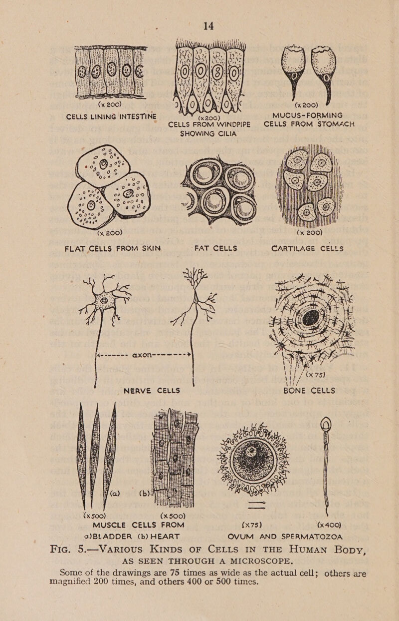  (x 200)  (x 200) MUCUS-FORMING ; (x200) CELLS FROM WiINDPIPE CELLS FROM STOMACH SHOWING CILIA  FLAT CELLS FROM SKIN (x 200)  CARTILAGE CELLS  ii R I i / (x75) | / le ONE CELLS ia j— = SS ae gr ES  (x 500)  MUSCLE CELLS FROM a)JBLADDER (b) HEART (x 400) OVUM AND SPERMATOZOA Fic. 5.—Various KINDS OF CELLS IN THE HuMAN Bopy, AS SEEN THROUGH A MICROSCOPE, Some of the drawings are 75 times as wide as the actual cell; others are magnified 200 times, and others 400 or 500 times.