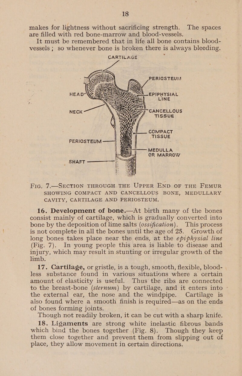makes for lightness without sacrificing strength. The spaces are filled with red bone-marrow and blood-vessels. It must be remembered that in life all bone contains blood- vessels ; so whenever bone is broken there is always bleeding. » PERIOSTEUM SH _EPIPHYSIAL LINE ee Mtv” CANCELLOUS ANY wt TISSUE COMPACT TISSUE MEDULLA CR MARROW  Fic. 7.—SECTION THROUGH THE UPPER END OF THE FEMUR SHOWING COMPACT AND CANCELLOUS BONE, MEDULLARY CAVITY, CARTILAGE AND PERIOSTEUM. 16. Development of bone.—At birth many of the bones consist mainly of cartilage, which is gradually converted into bone by the deposition of lime salts (ossification). This process is not complete in all the bones until the age of 25. Growth of long bones takes place near the ends, at the epiphysial line (Fig. 7). In young people this area is hable to disease and injury, which may result in stunting or irregular growth of the limb. 17. Cartilage, or gristle, is a tough, smooth, flexible, blood- less substance found in various situations where a certain amount of elasticity is useful. Thus the ribs are connected to the breast-bone (sternum) by cartilage, and it enters into the external ear, the nose and the windpipe. Cartilage is also found where a smooth finish is required—as on the ends of bones forming joints. Though not readily broken, it can be cut with a sharp knife. 18. Ligaments are strong white inelastic fibrous bands which bind the bones together (Fig. 8). Though they keep them close together and prevent them from slipping out of place, they allow movement in certain directions.