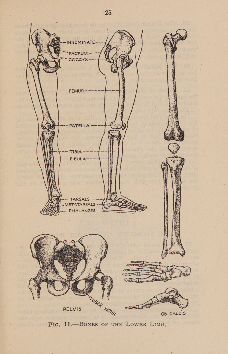  —-- PATELLA —--~ IS