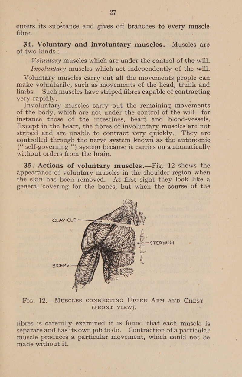 enters its substance and gives off branches to every muscle fibre. 34. Voluntary and involuntary muscles.—Muscles are of two kinds :— Voluntary muscles which are under the control of the will. Involuntary muscles which act independently of the will. Voluntary muscles carry out all the movements people can make voluntarily, such as movements of the head, trunk and limbs. Such muscles have striped fibres capable of contracting very rapidly. y Involuntary muscles carry out the remaining movements of the body, which are not under the control of the will—for instance those of the intestines, heart and _ blood-vessels, Except in the heart, the fibres of involuntary muscles are not striped and are unable to contract very quickly.. They are controlled through the nerve system known as the autonomic (“‘ self-governing ’’) system because it carries on automatically without orders from the brain. 35. Actions of voluntary muscles.—Fig. 12 shows the appearance of voluntary muscles in the shoulder region when the skin has been removed. At first sight they look like a general ‘covering for the bones, but when the course of the    CLAVICLE o— STERNUM BICEPS Fria. 12.—MuSCLES CONNECTING UPPER ARM AND CHEST | (FRONT VIEW). fibres is carefully examined it is found that each muscle is separate and hasitsownjobtodo. Contraction ofa particular muscle produces a particular movement, which could not. be made without it.