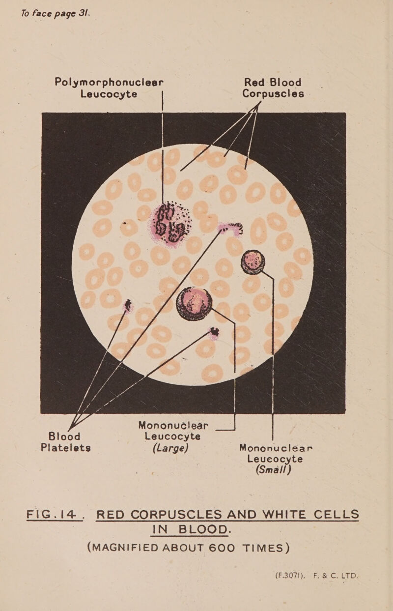 To face page 3. Polymorphonucleer Red Blood Leucocyte Corpuscles  Blood Leucocyte Platelets (Large) Mononuclear Leucocyte (Smail) FIG.I4.. RED CORPUSCLES AND WHITE CELLS IN BLOOD. (MAGNIFIED ABOUT 600 TIMES) (ESO 71) ahs Gc Code ti