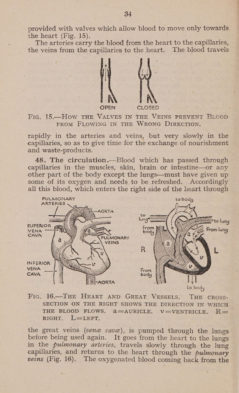 provided with valves which allow blood to move only towards the heart (Fig. 15). é , The arteries carry the blood from the heart to the capillaries, the veins from the capillaries to the heart. The blood travels eaae   NIN OPEN CLOSE Fic. 15.—How THE VALVES IN THE VEINS PREVENT BLOOD FROM FLOWING IN THE WRONG DIRECTION.  rapidly in the arteries and veins, but very slowly in the capillaries, so as to give time for the exchange of nourishment and waste-products. 48. The circulation.—Blood which has passed through capillaries in the muscles, skin, brain or intestine—or any other part of the body except the lungs—must have given up some of its oxygen and needs to be refreshed. Accordingly all this blood, which enters the right side of the heart through PULMONARY ARTERIES ; =\ i —AORTA ee i ss paren aed 5 —s “MG... 5 SUPERIOR ame VENA | CAVA      i a oo ae iS ni INFERIOR | A Cae VENA Bi SSN CAV, s, : f Fi Nyy i = ta EL aorta  Fic. 16—TnHE HEART AND GREAT VESSELS. THE CROSS- SECTION ON THE RIGHT SHOWS THE DIRECTION IN WHICH THE BLOOD FLOWS. &amp;@=AURICLE. V=VENTRICLE. R= RIGHT. DL=LEFT. the great veins (vene cave), is pumped through the lungs before being used again. It goes from the heart to the lungs — in the pulmonary arteries, travels slowly through the lung capillaries, and returns to the heart through the pulmonary veins (Fig. 16). The oxygenated blood coming back from the