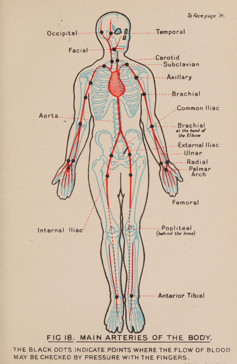 Jo face page 36.           Occipital------- @&lt; .-.-----.Temporal Facial ----- Se Carotid me - = - - Subclavian ----Axillary p= == == Brachial _Common iliac _..--Brachial at the bend of the Elbow Femoral Internal tHliac’ if fu g------- Popliteal AAS (behind the knee) FIG 18. MAIN ARTERIES OF THE BODY. THE BLACK DOTS INDICATE POINTS WHERE THE FLOW OF BLOOD MAY BE CHECKED BY PRESSURE WITH THE FINGERS.