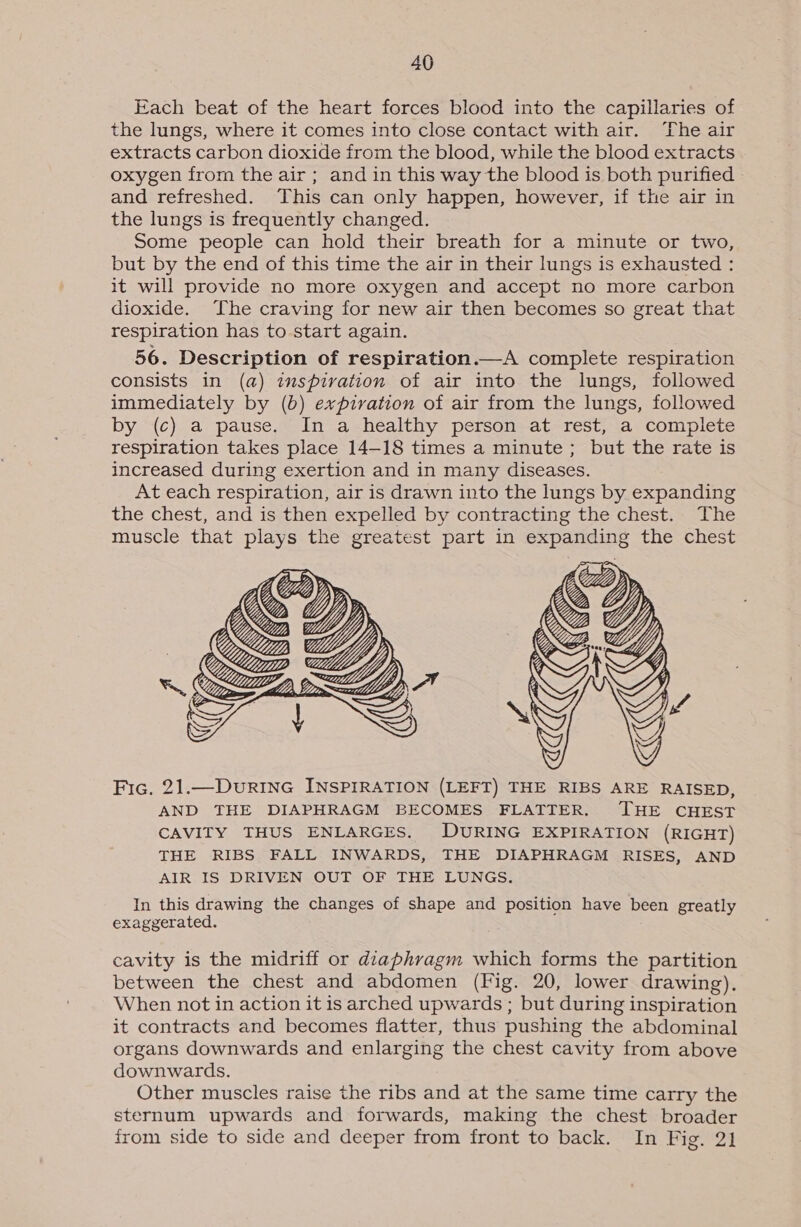 Each beat of the heart forces blood into the capillaries of the lungs, where it comes into close contact with air. The air extracts carbon dioxide from the blood, while the blood extracts oxygen from the air; and in this way the blood is both purified and refreshed. This can only happen, however, if the air in the lungs is frequently changed. Some people can hold their breath for a minute or two, but by the end of this time the air in their lungs is exhausted : it will provide no more oxygen and accept no more carbon dioxide. The craving for new air then becomes so great that respiration has to start again. 56. Description of respiration.—A complete respiration consists in (a) imspivation of air into the lungs, followed immediately by (b) expiration of air from the lungs, followed by (c) a pause. In a healthy person at rest, a complete respiration takes place 14-18 times a minute; but the rate is increased during exertion and in many diseases. At each respiration, air is drawn into the lungs by expanding the chest, and is then expelled by contracting the chest. The muscle that plays the greatest part in expanding the chest  Fic. 21.—DurRiInG INSPIRATION (LEFT) THE RIBS ARE RAISED, AND THE DIAPHRAGM BECOMES FLATTER, THE CHEST CAVITY THUS ENLARGES. DURING EXPIRATION (RIGHT) THE RIBS FALL INWARDS, THE DIAPHRAGM RISES, AND AIR IS DRIVEN OUT OF THE LUNGS. In this drawing the changes of shape and position have been greatly exaggerated. cavity is the midriff or diaphragm which forms the partition between the chest and abdomen (Fig. 20, lower drawing), When not in action it is arched upwards ; but during inspiration it contracts and becomes flatter, thus pushing the abdominal organs downwards and enlarging the chest cavity from above downwards. Other muscles raise the ribs and at the same time carry the sternum upwards and forwards, making the chest broader from side to side and deeper from front to back. In Fig. 21
