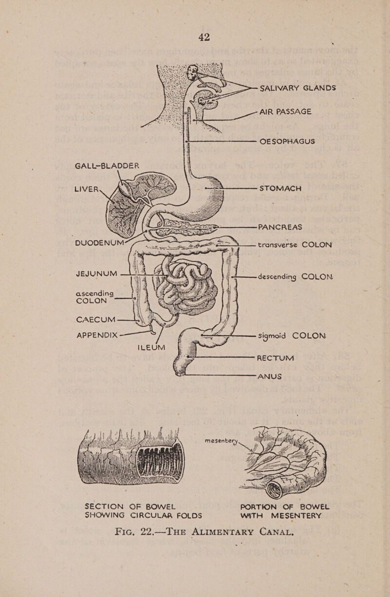 SALIVARY GLANDS AIR PASSAGE OESOPHAGUS        GALL-BLADDER STOMACH PANCREAS transverse COLON JEJUNUM descending COLON ascending i % COLON — CAECUM APPENDIX sigmoid COLON RECTUM ANUS ¢ Ai} f bh tn igs re Hitt il js, Ui X mesentery Wi} Hiifise Lai) GAL \\ iN APL BPEESI) — IS a | yn WS Nil)  =&lt; \\ = @i ile SECTION OF BOWEL PORTION OF BOWEL SHOWING CIRCULAR FOLDS WITH MESENTERY Fic. 22.—THE ALIMENTARY CANAL, .