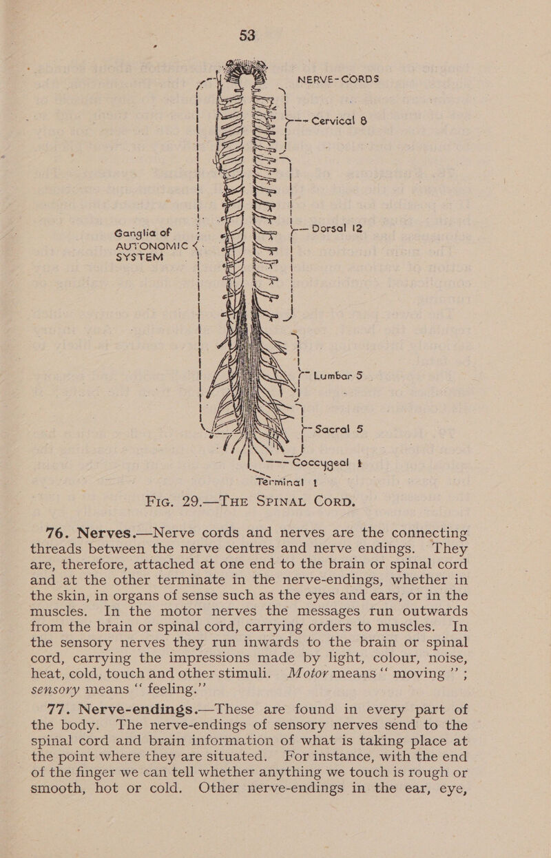   NERVE- CORDS      eee; 4 My ~—- Cervical 8 mie i )\~--- Ai d ee Dorsal (2 mers Ganglia of AUTONOMIC &lt; - SYSTEM   SAR tee ere eee ee terres ee ES EEE SESE EEN ED GEE He Fone em ew | | . Sacral 5 waaay aibrete Coccygeal t Terminal 1 Fic. 29.—THE SPINAL CorD, 76. Nerves.—Nerve cords and nerves are the connecting threads between the nerve centres and nerve endings. They are, therefore, attached at one end to the brain or spinal cord and at the other terminate in the nerve-endings, whether in the skin, in organs of sense such as the eyes and ears, or in the muscles. In the motor nerves the messages run outwards from the brain or spinal cord, carrying orders to muscles. In the sensory nerves they run inwards to the brain or spinal cord, carrying the impressions made by light, colour, noise, heat, cold, touch and other stimuli. Motor means “ moving ’”’ ; sensory means “‘ feeling.”’ 77. Nerve-endings.—These are found in every part of the body. The nerve-endings of sensory nerves send to the spinal cord and brain information of what is taking place at _ the point where they are situated. For instance, with the end of the finger we can tell whether anything we touch is rough or smooth, hot or cold. Other nerve-endings in the ear, eye,