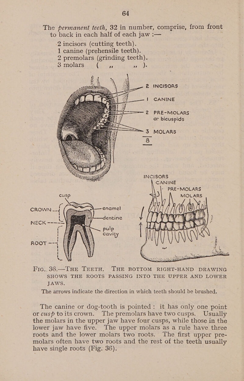 The permanent teeth, 32 in number, comprise, from front to back in each half of each jaw :— -2 incisors (cutting teeth). 1 canine (prehensile teeth). 2 premolars (grinding teeth). 3 molars bscws, eee 2 INCISORS ft 6 CANINE 2 PRE-MOLARS or bicuspids   3 MOLARS 8 INCISORS ARN PRE-~MOLARS INS  Fic..36:—TIHE TEETH. THE BOTTOM RIGHT-HAND DRAWING SHOWS THE ROOTS PASSING INTO THE UPPER AND LOWER JAWS. The arrows indicate the direction in which teeth should be brushed. The canine or dog-tooth is pointed: it has only one point or cusp toitscrown. The premolars have twocusps. Usually the molars in the upper jaw have four cusps, while those in the lower jaw have five. The upper molars as a rule have three roots and the lower molars two roots. The first upper pre- molars often have two roots and the rest of the teeth usually have single roots (Fig. 36).